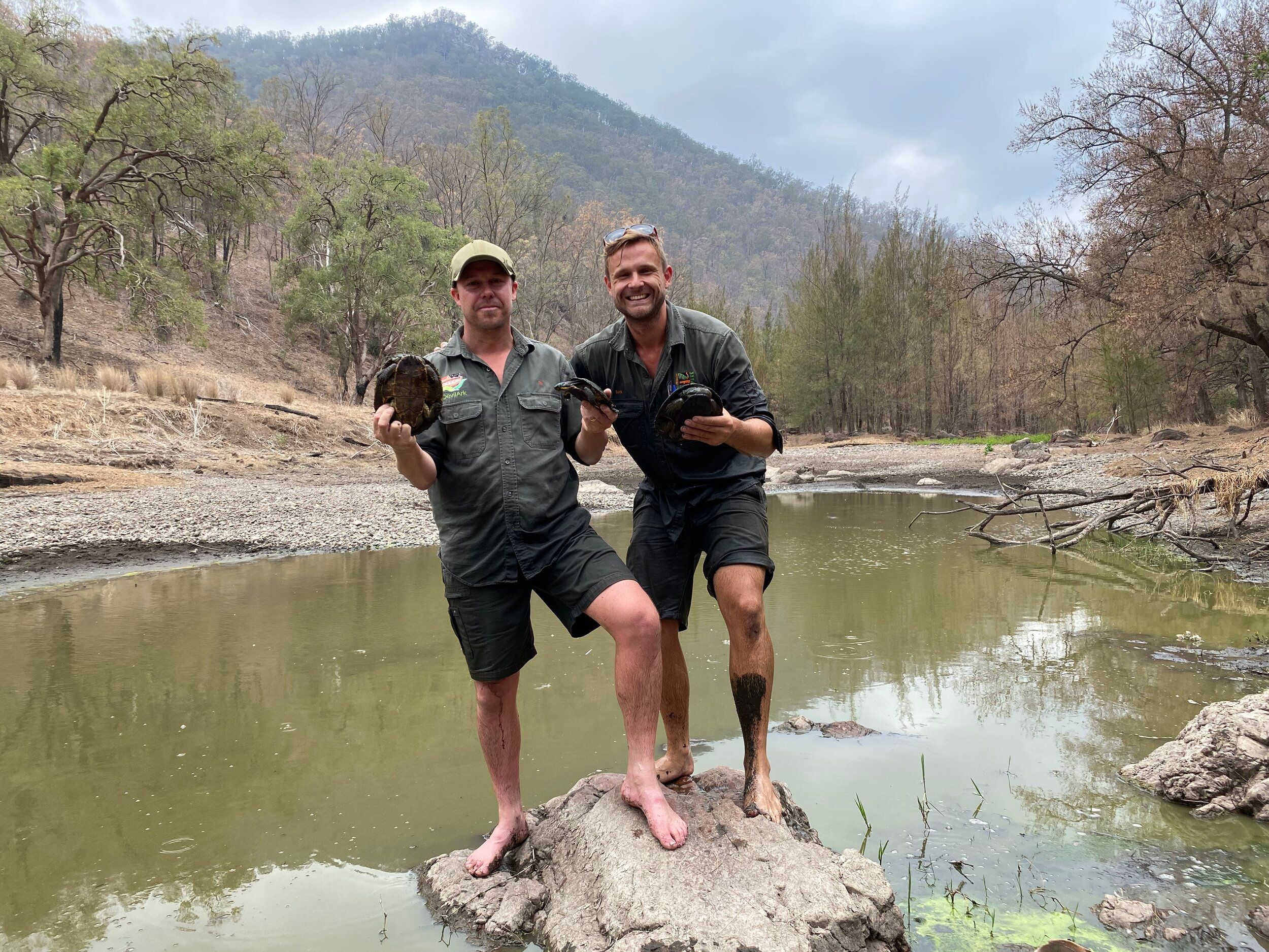 The Manning River Turtle Pushed Towards Extinction