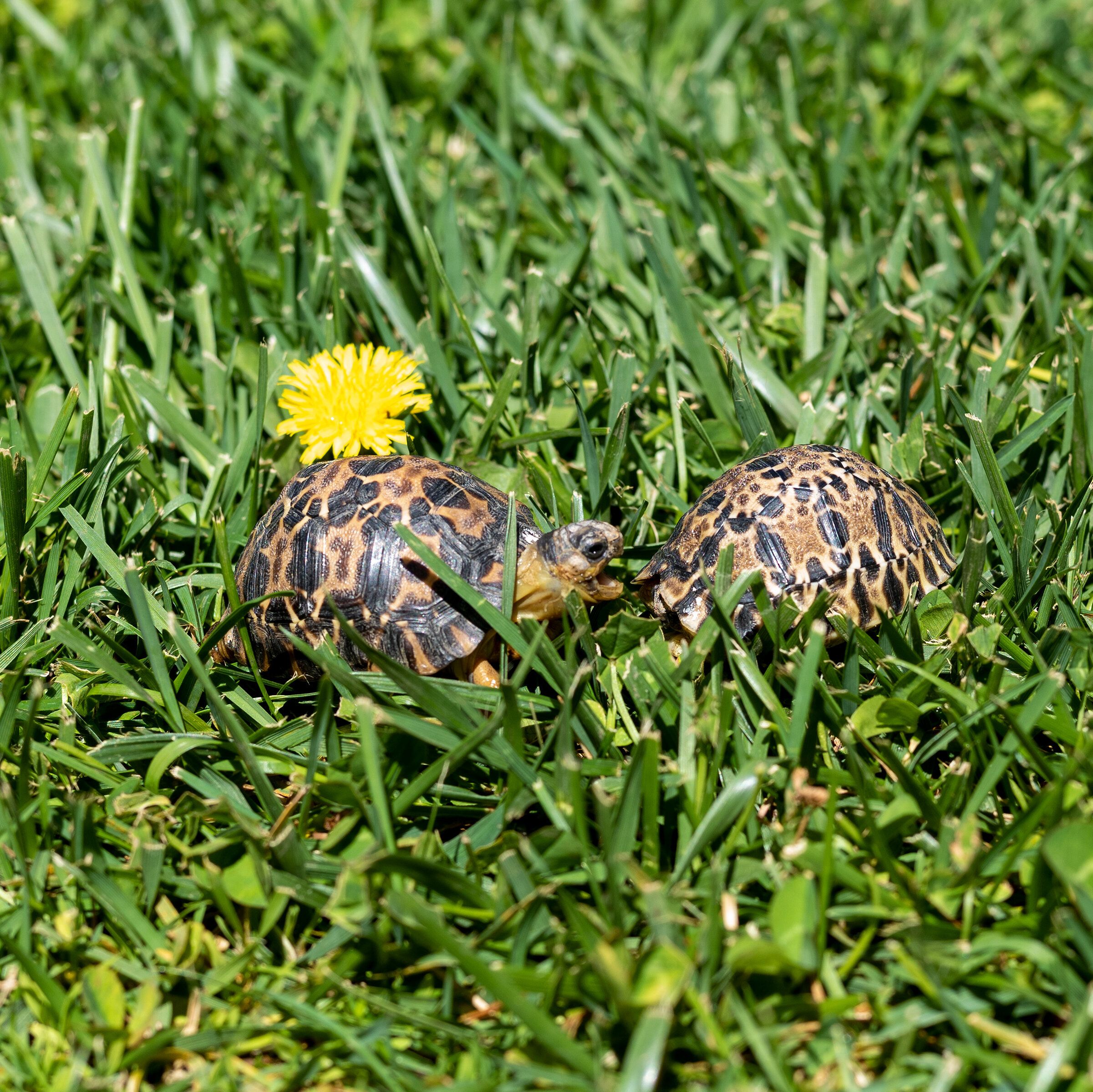 Springtime in Southern California