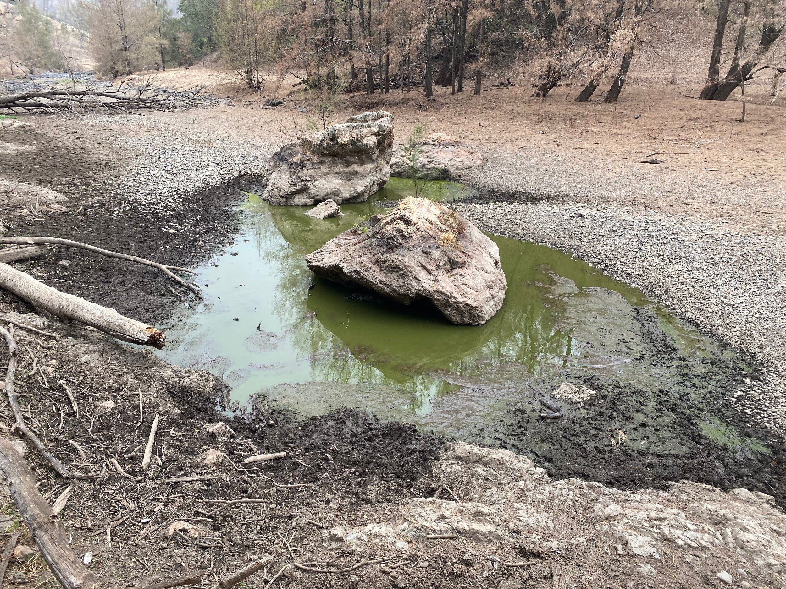 The Manning River Turtle Pushed Towards Extinction