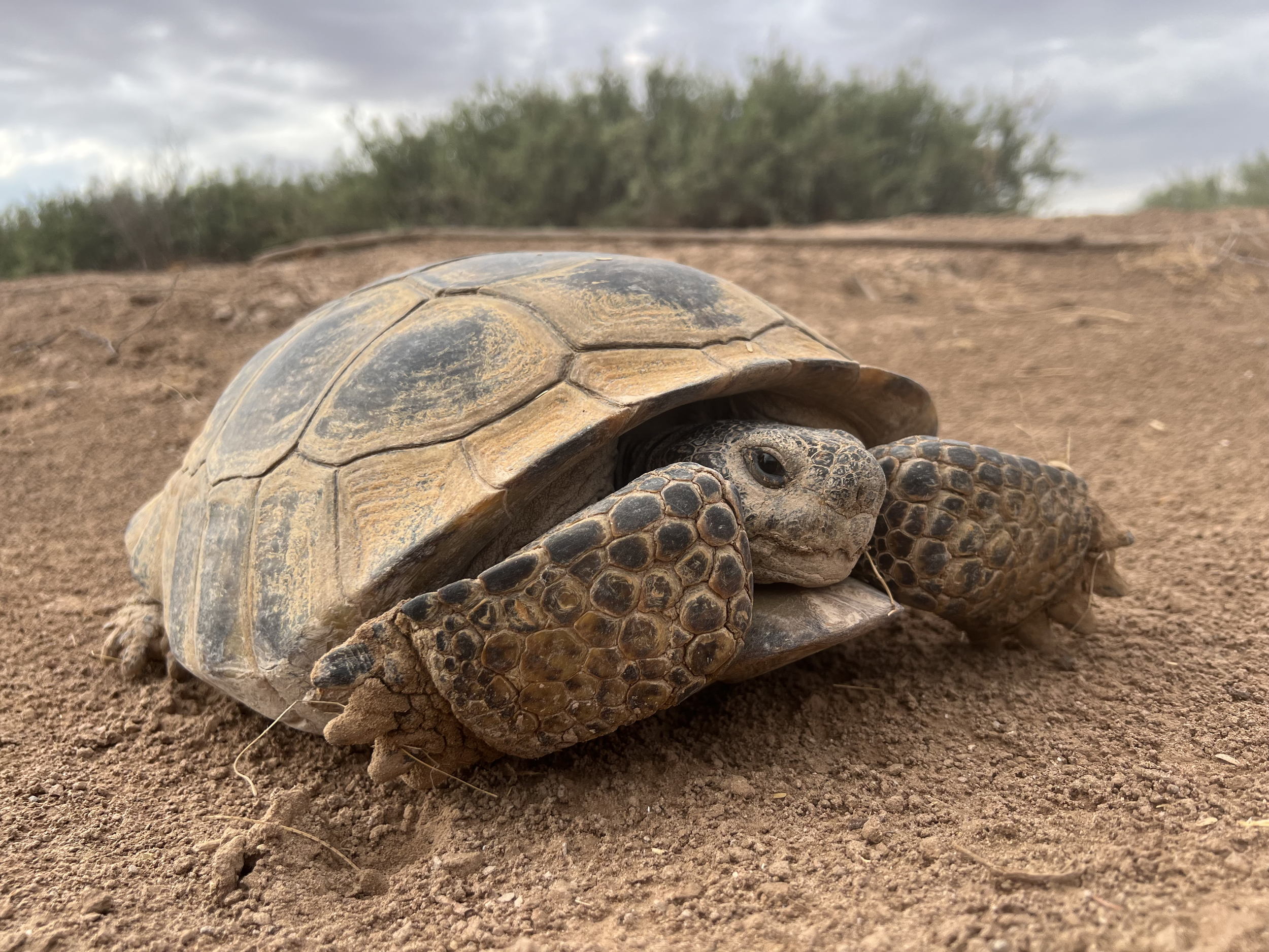 Revolutionizing Tortoise Surveys: Drones and AI Team Up to Protect Bolson Tortoises