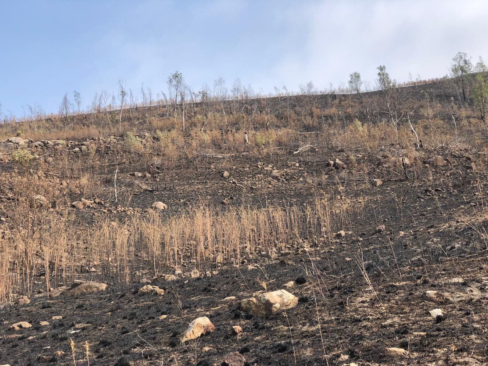 Wildfires Devastate Wildlife in Australia