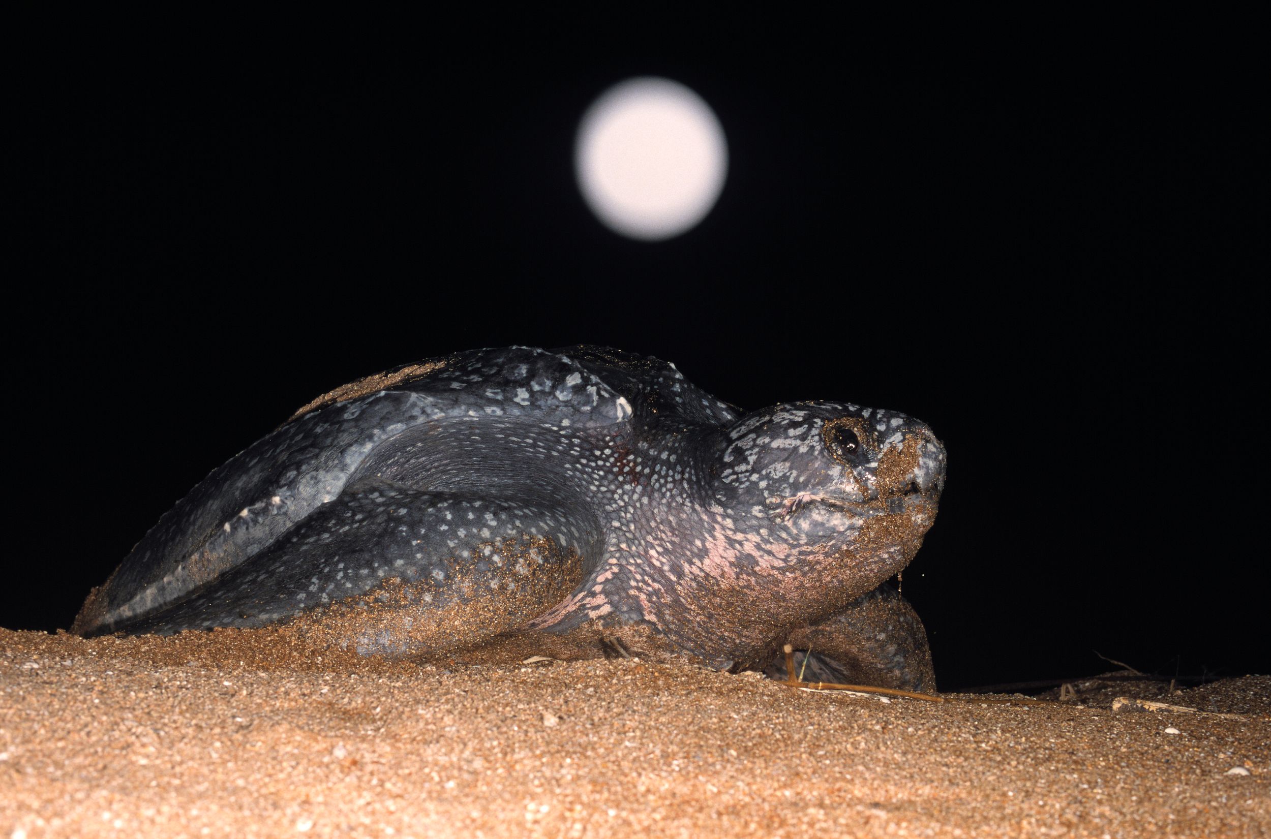 Murder on Moín Beach