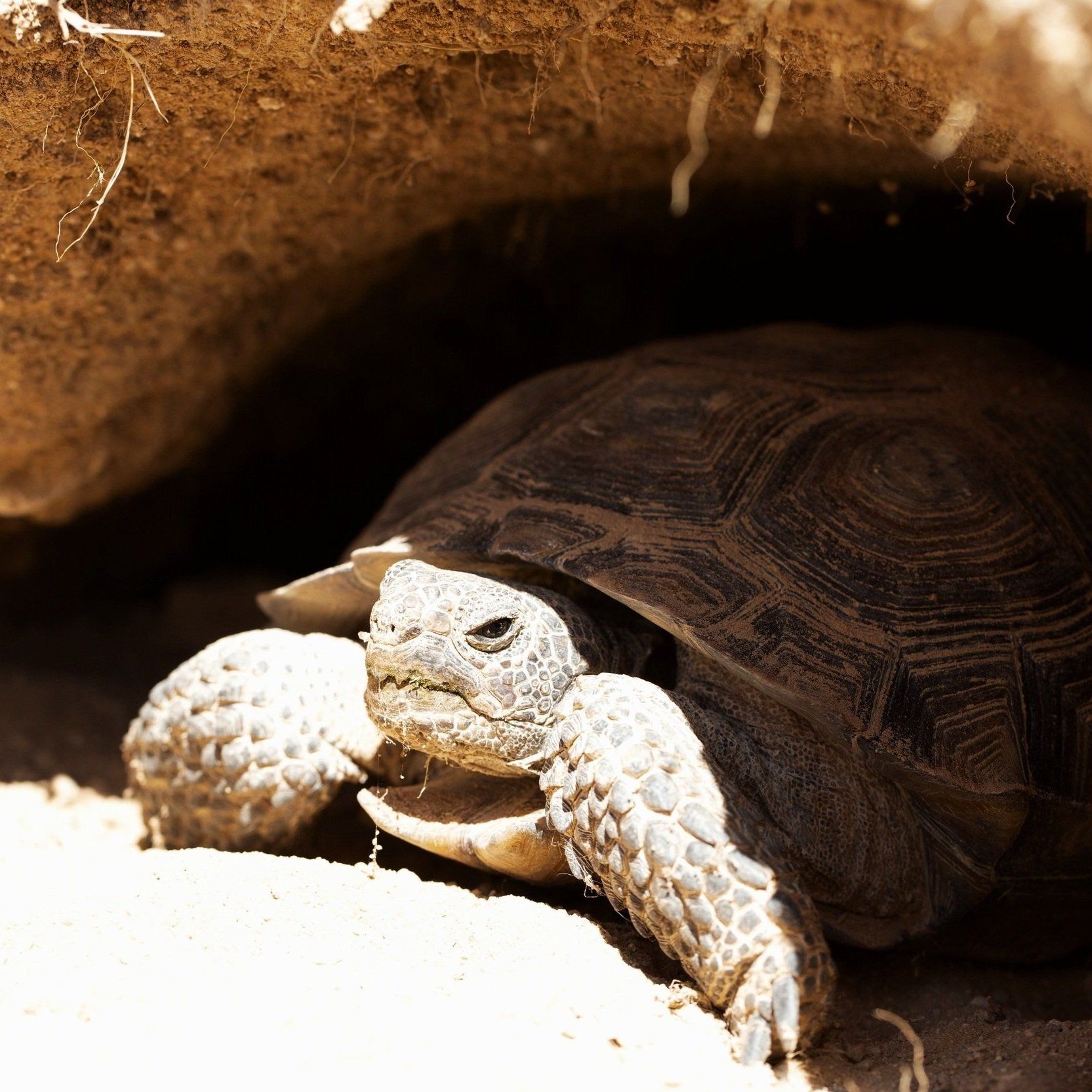 Revolutionizing Tortoise Surveys: Drones and AI Team Up to Protect Bolson Tortoises