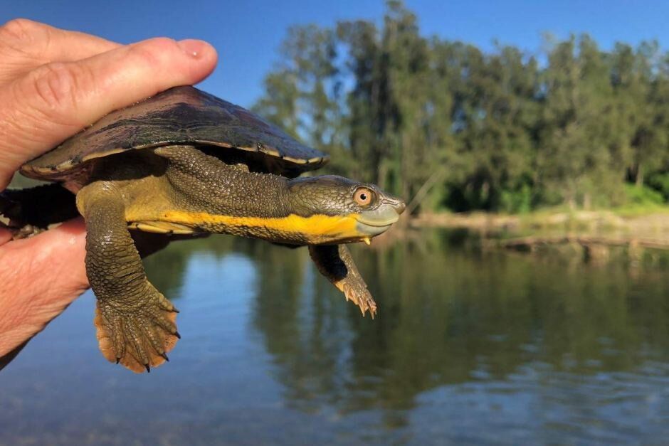 Wildfires Devastate Wildlife in Australia