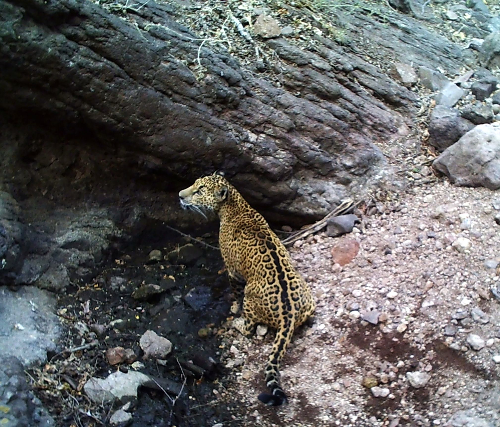 Saving a Mountain in Mexico