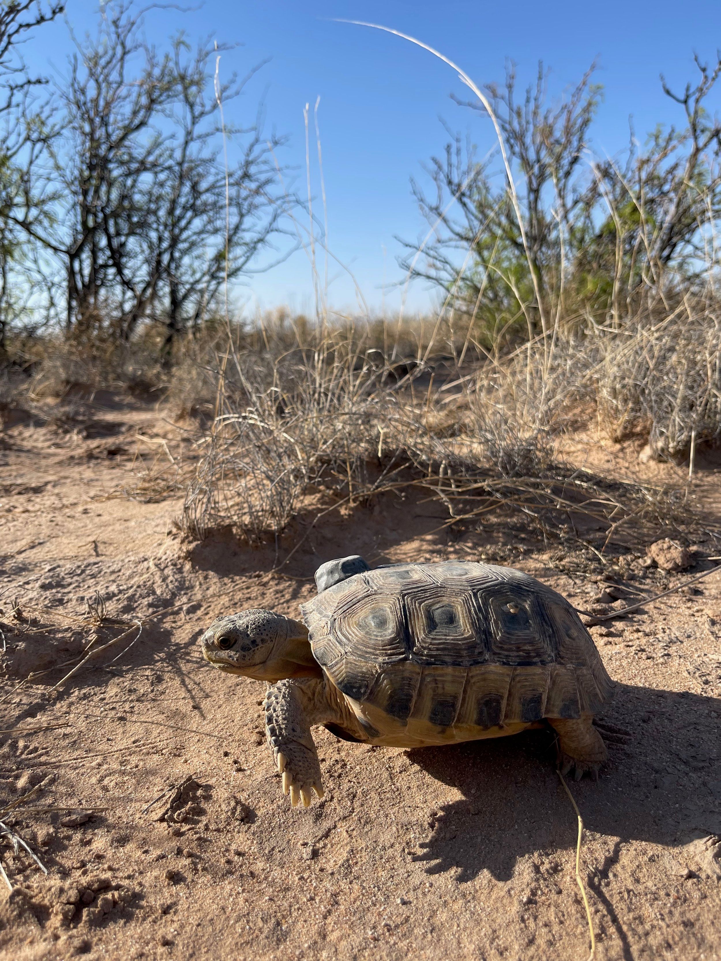 Ted Turner Saves Tortoises