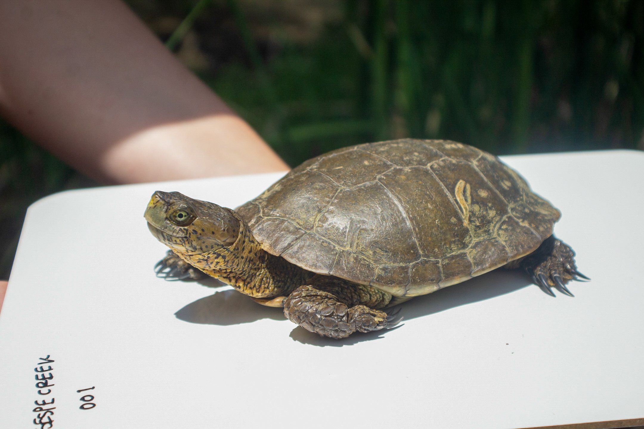 Southern Pacific Pond Turtle Conservation Program