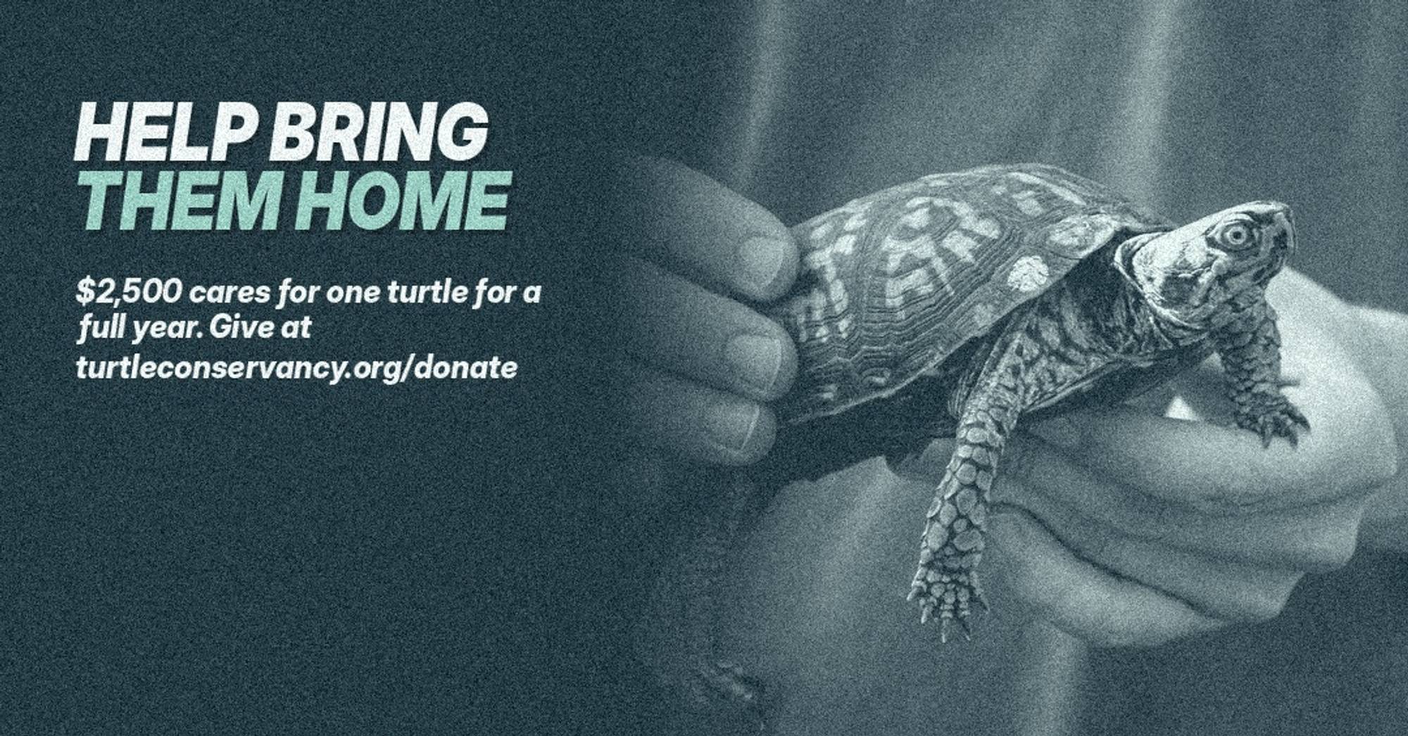 400 Turtles in 60 Days: Inside the Largest Rescue in Our History