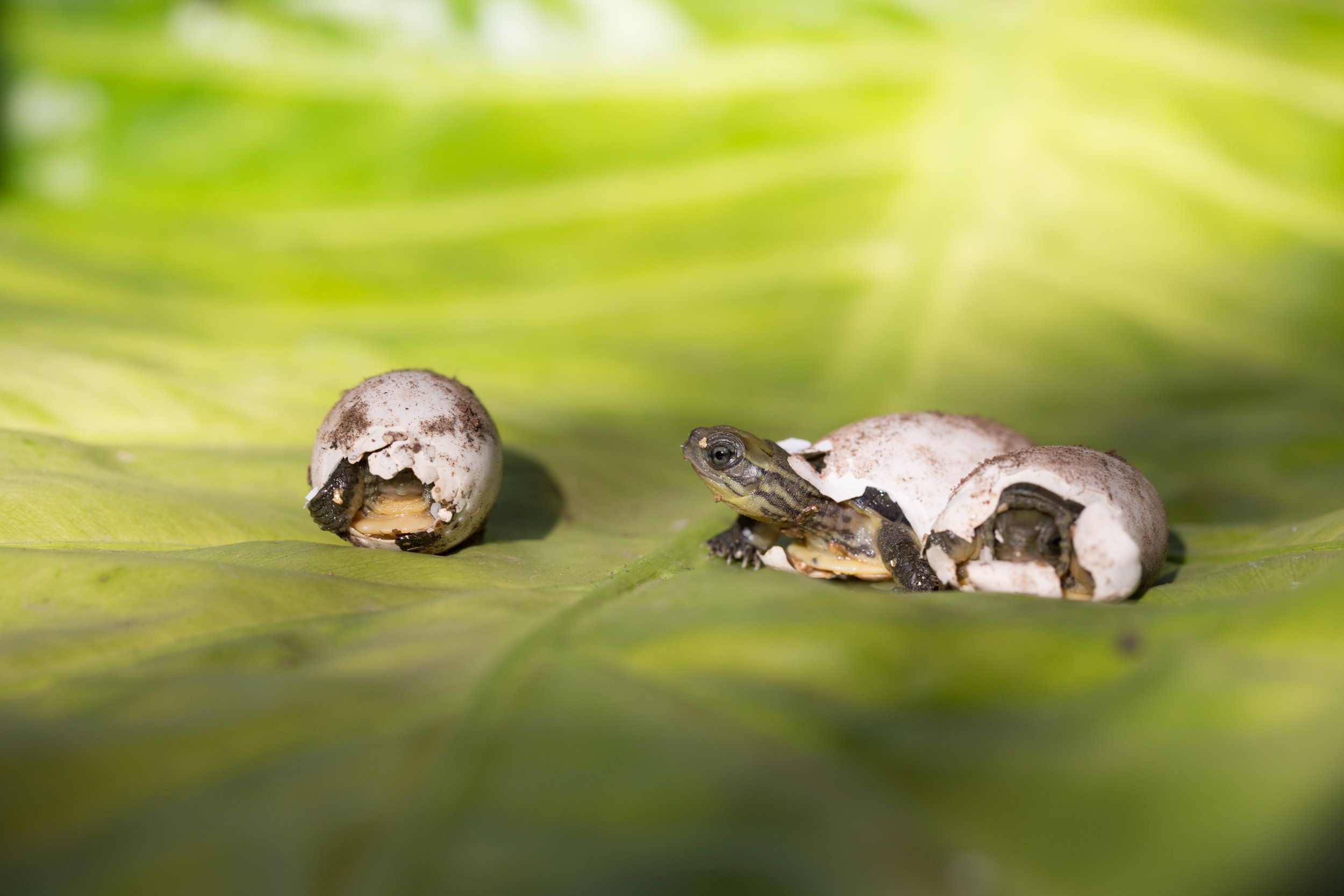 Conservation Center Success