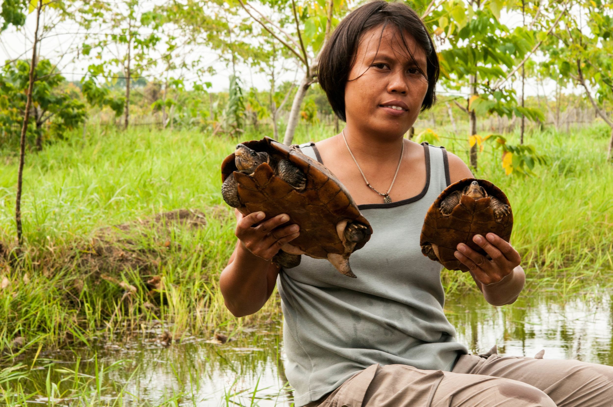 UPDATE: Philippine Forest Turtle Rescue