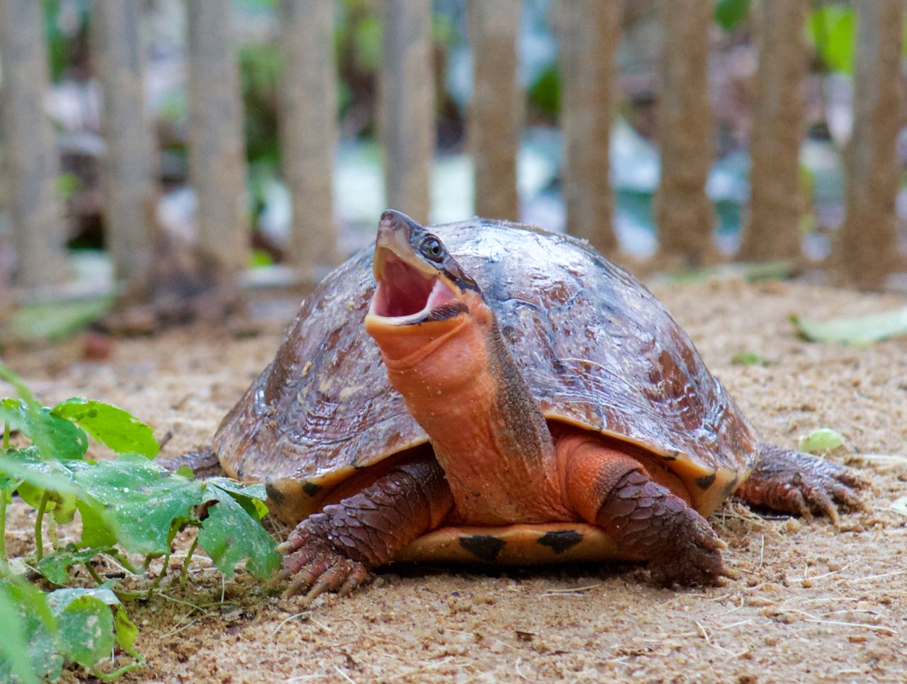 China’s Booming Turtle Trade