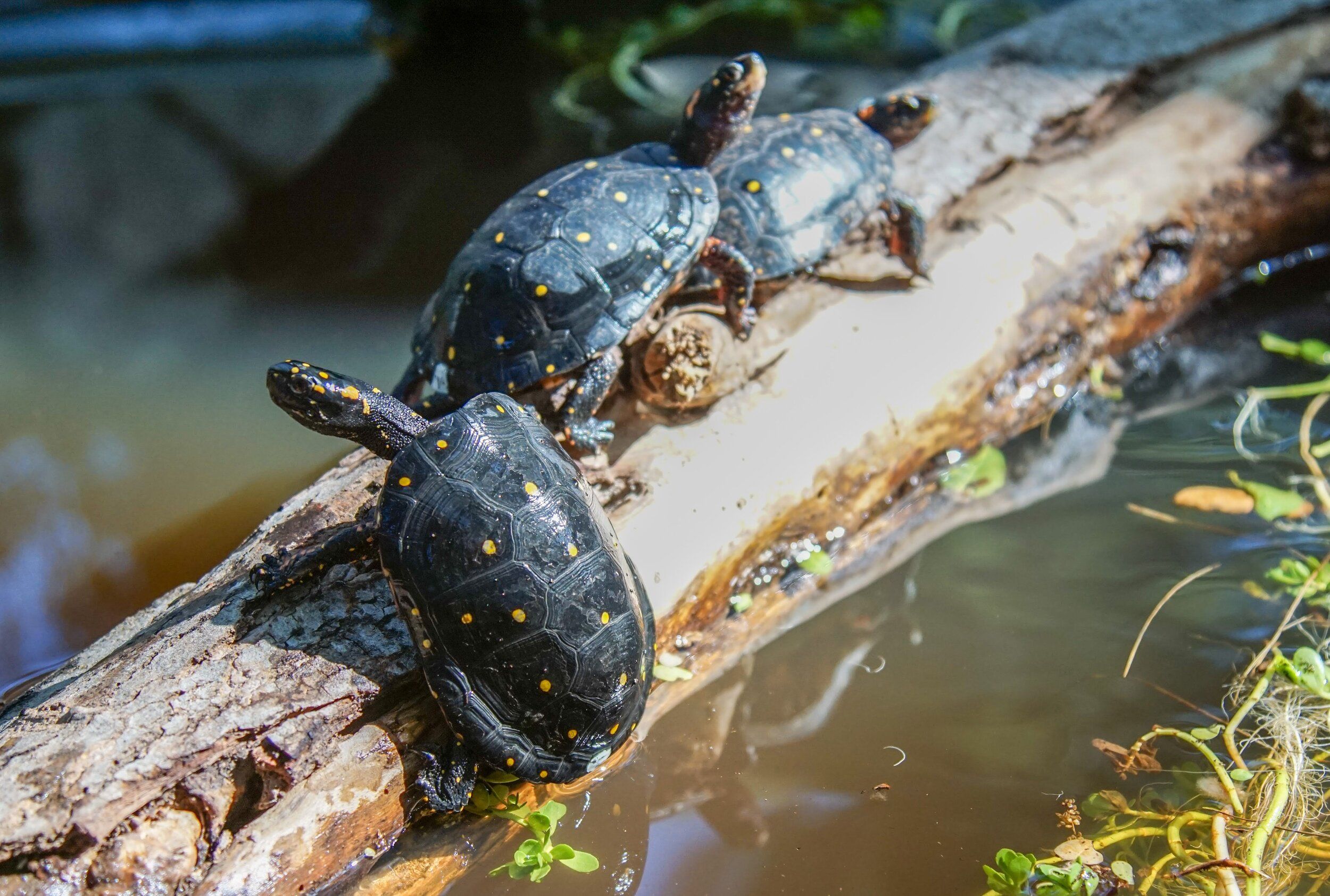 Sign Our Petition to Stop Poaching of Native Turtles!