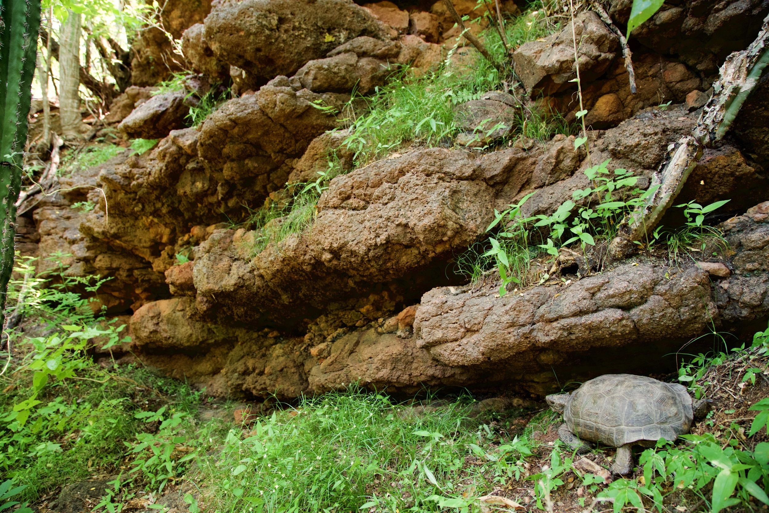 Saving a Mountain in Mexico