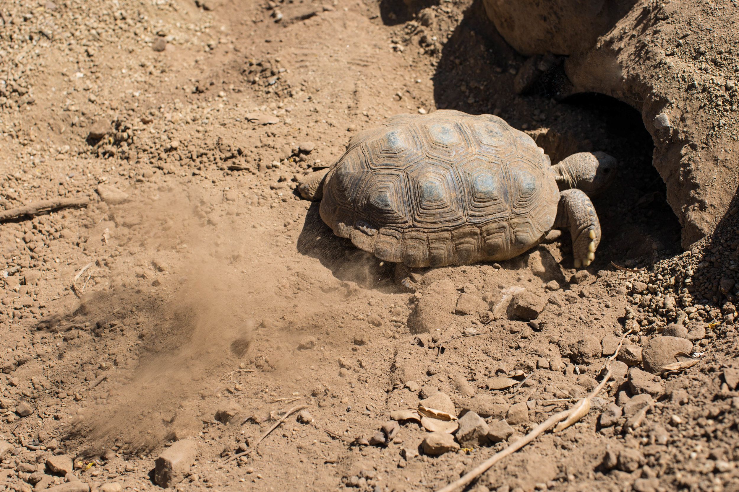 New Tortoise Enclosure