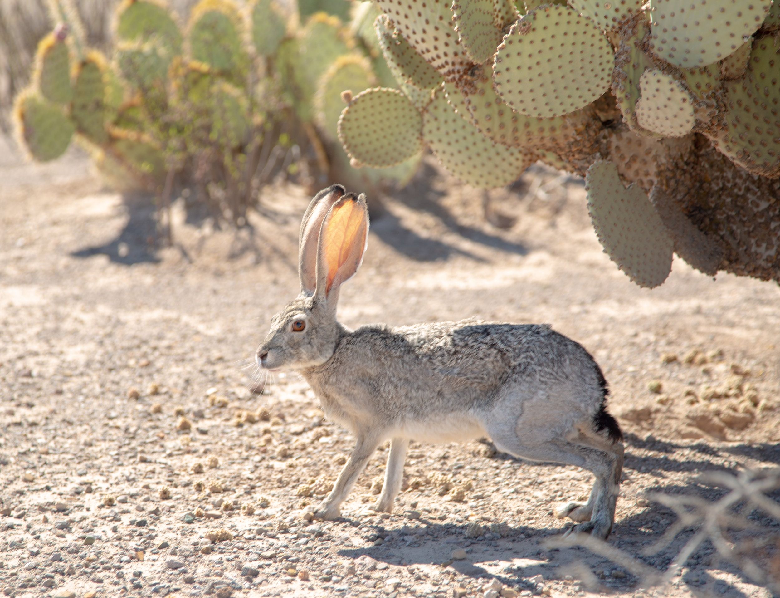 18,850 Acres of Critical Wildlife Habitat Secured in Northern Mexico!