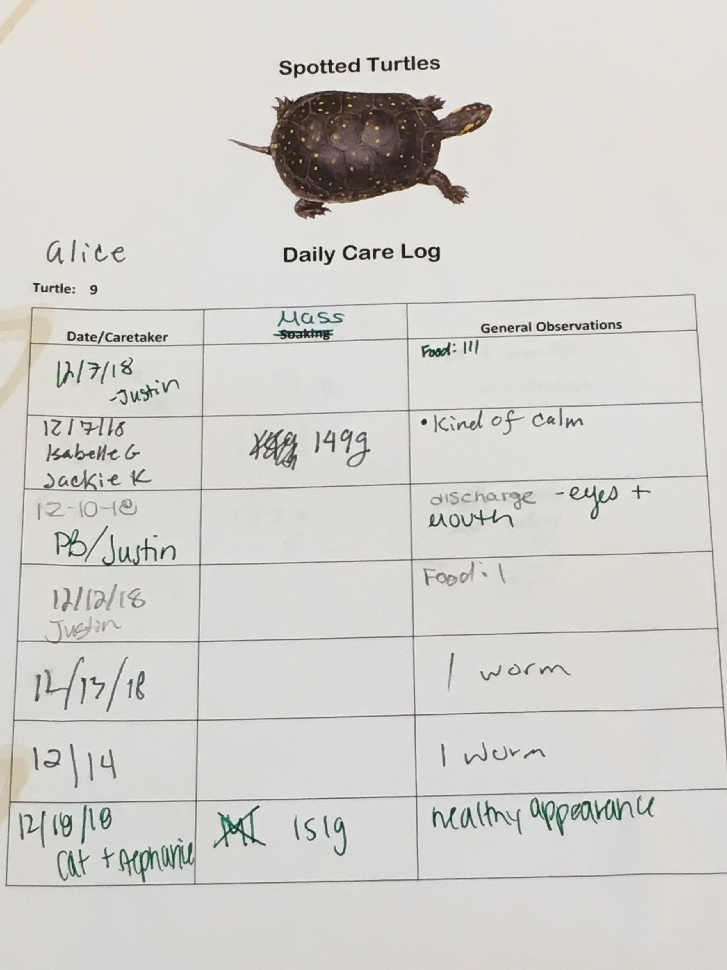 Turtle rehabilitation at MOHS Habitat