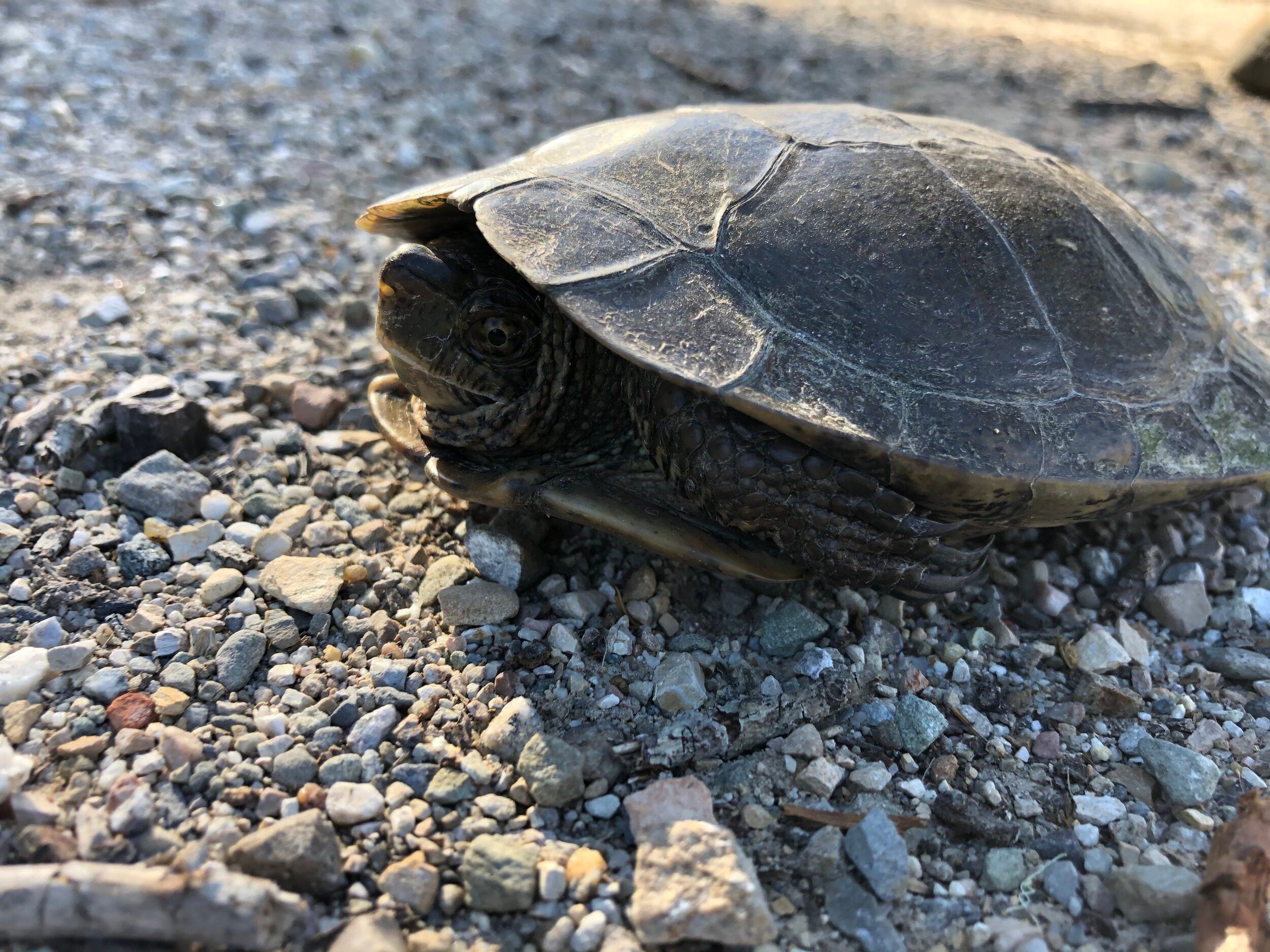 Conservation Field Techniques Class Trip