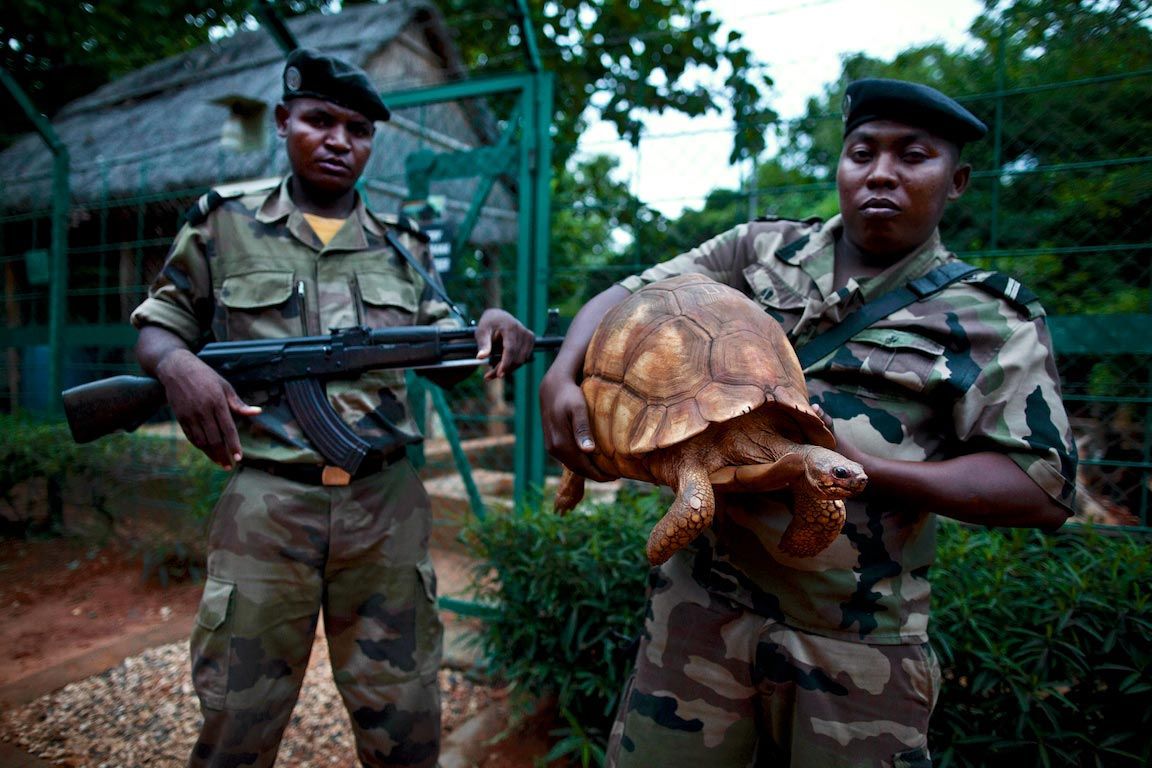 AZA Awards TC $25,500 for Ploughshare Tortoise Conservation