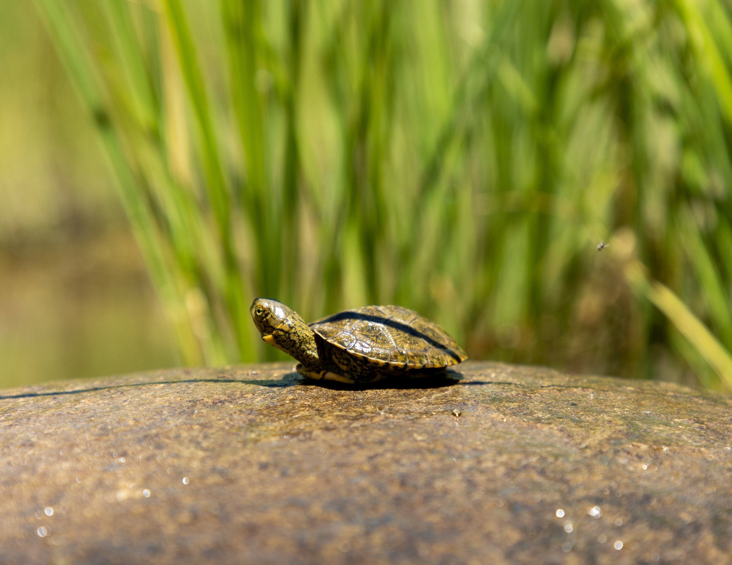 2023 Southern Pacific Pond Turtle Field Season Recap