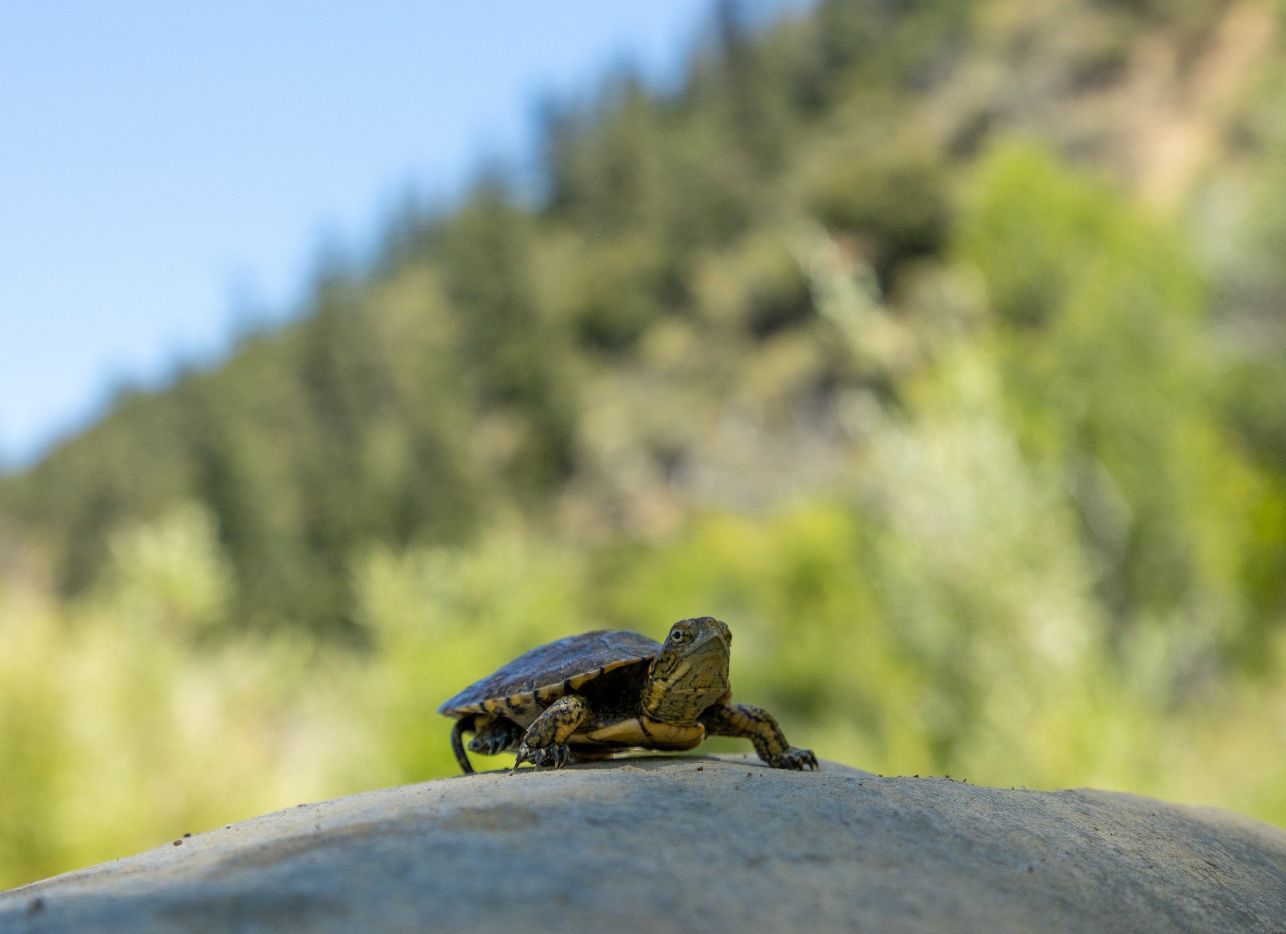 2023 Southern Pacific Pond Turtle Field Season Recap