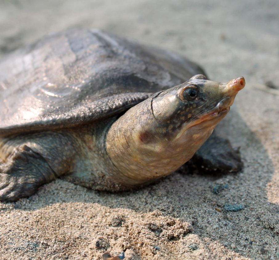 Black Softshell Turtle