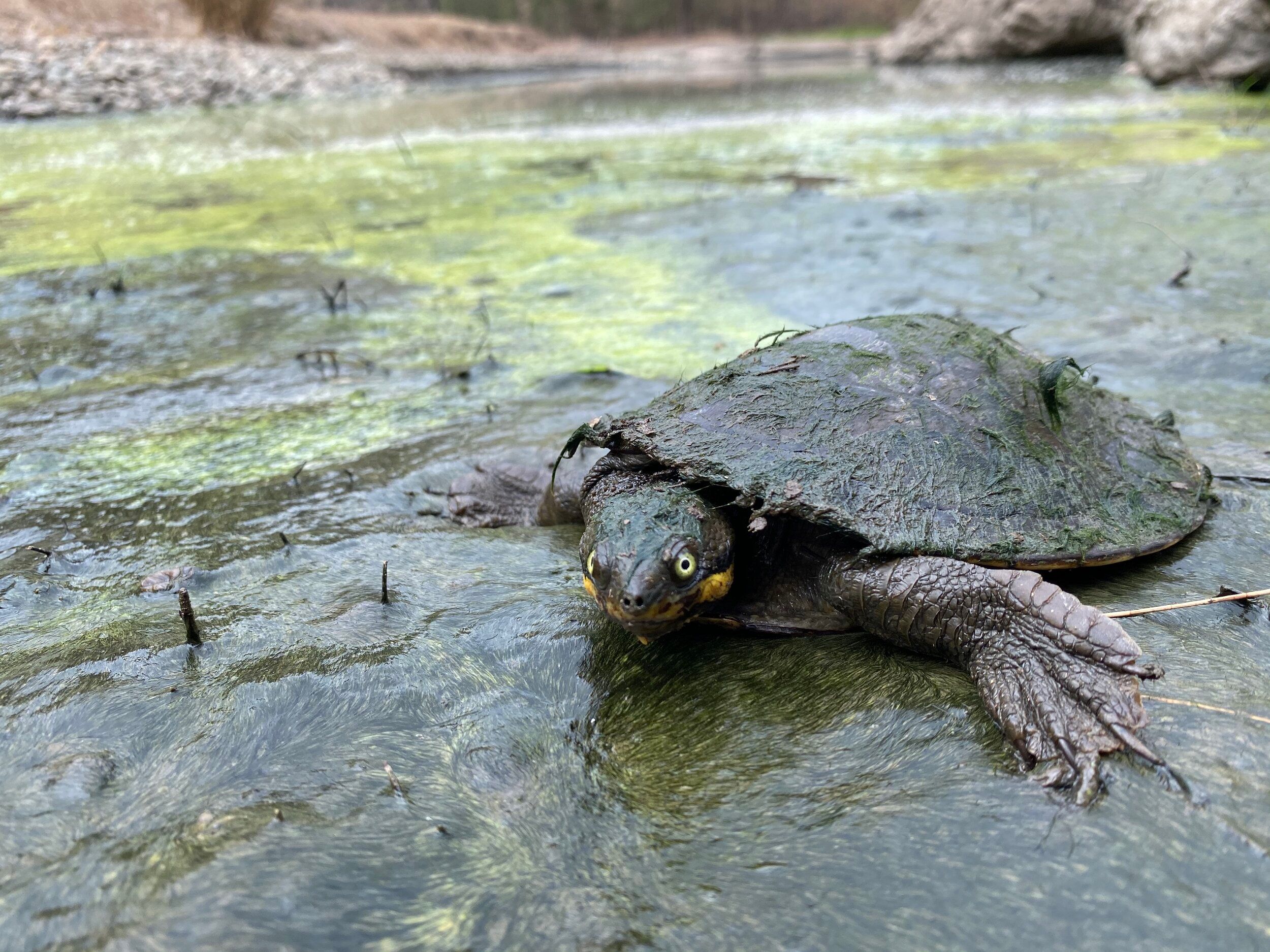 The Manning River Turtle Pushed Towards Extinction