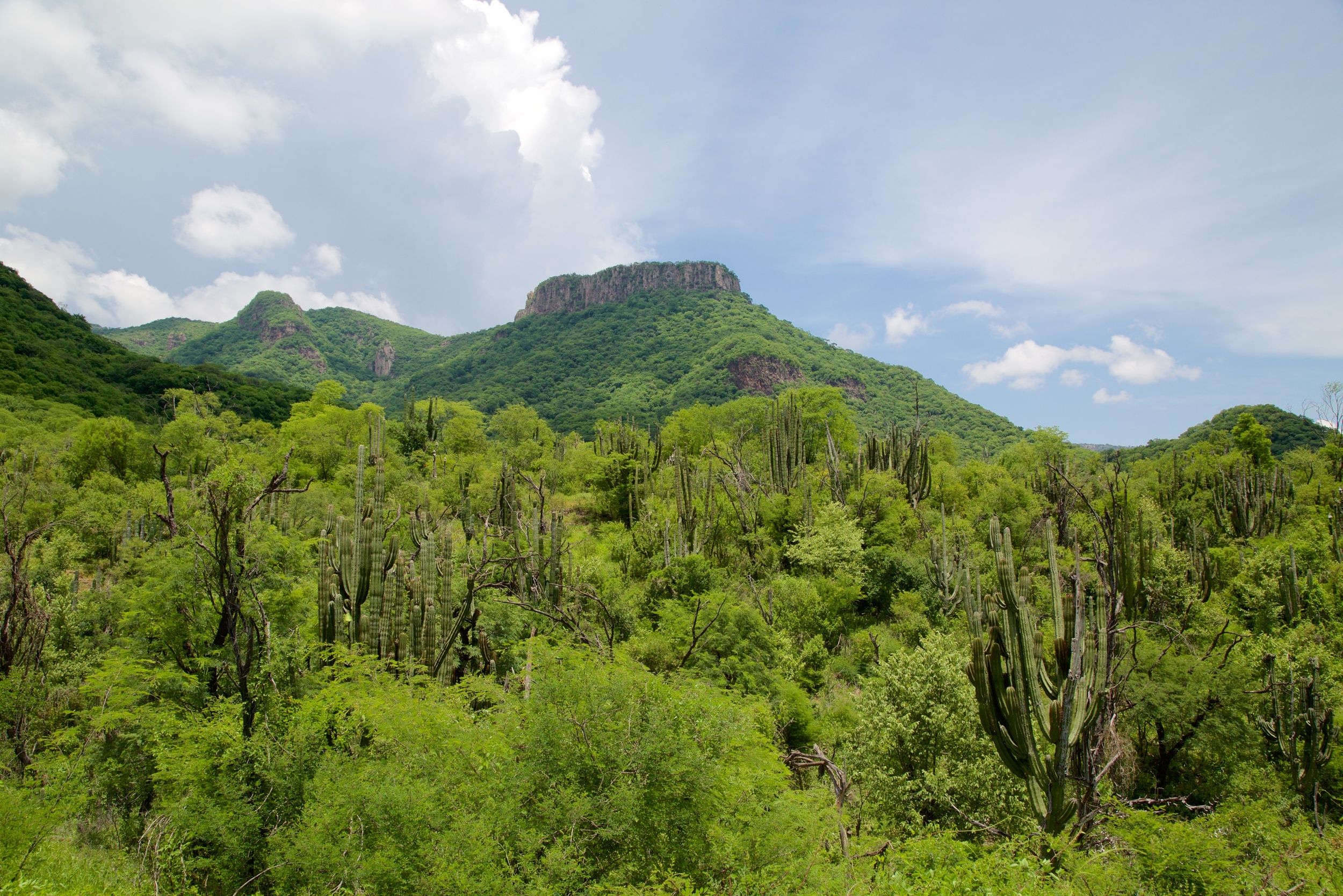 Saving a Mountain in Mexico