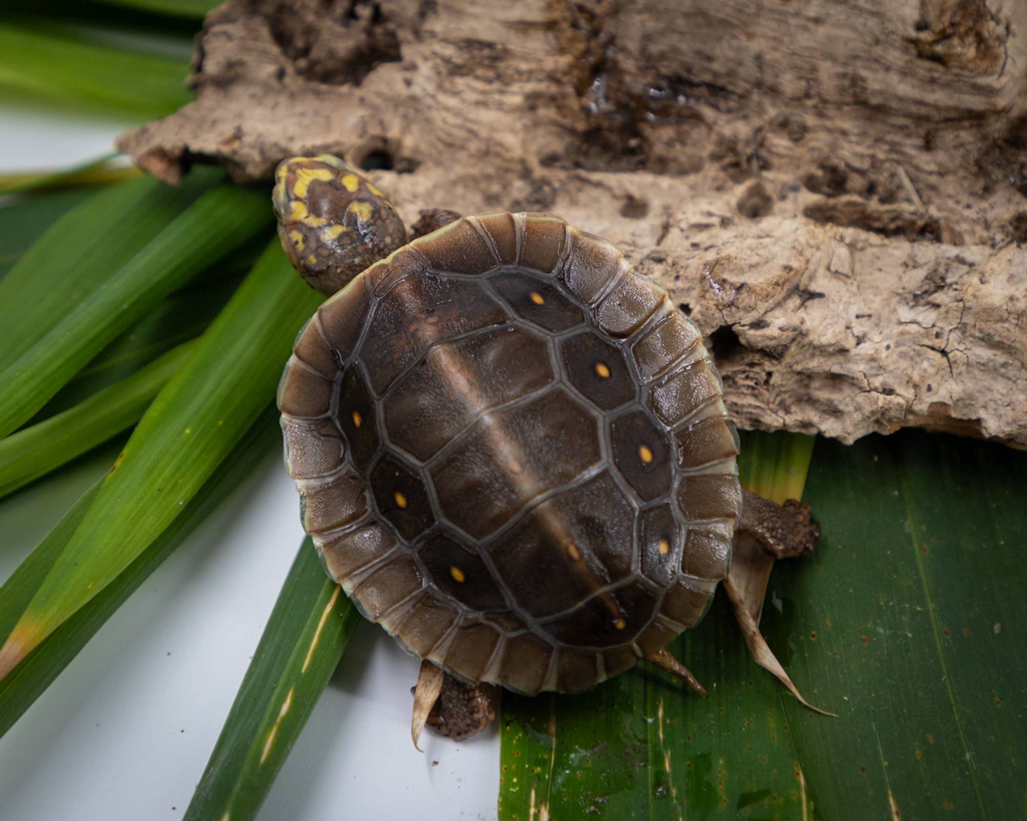 Hatchling Mexican spotted wood turtle (Rhinoclemmys rubida rubida)