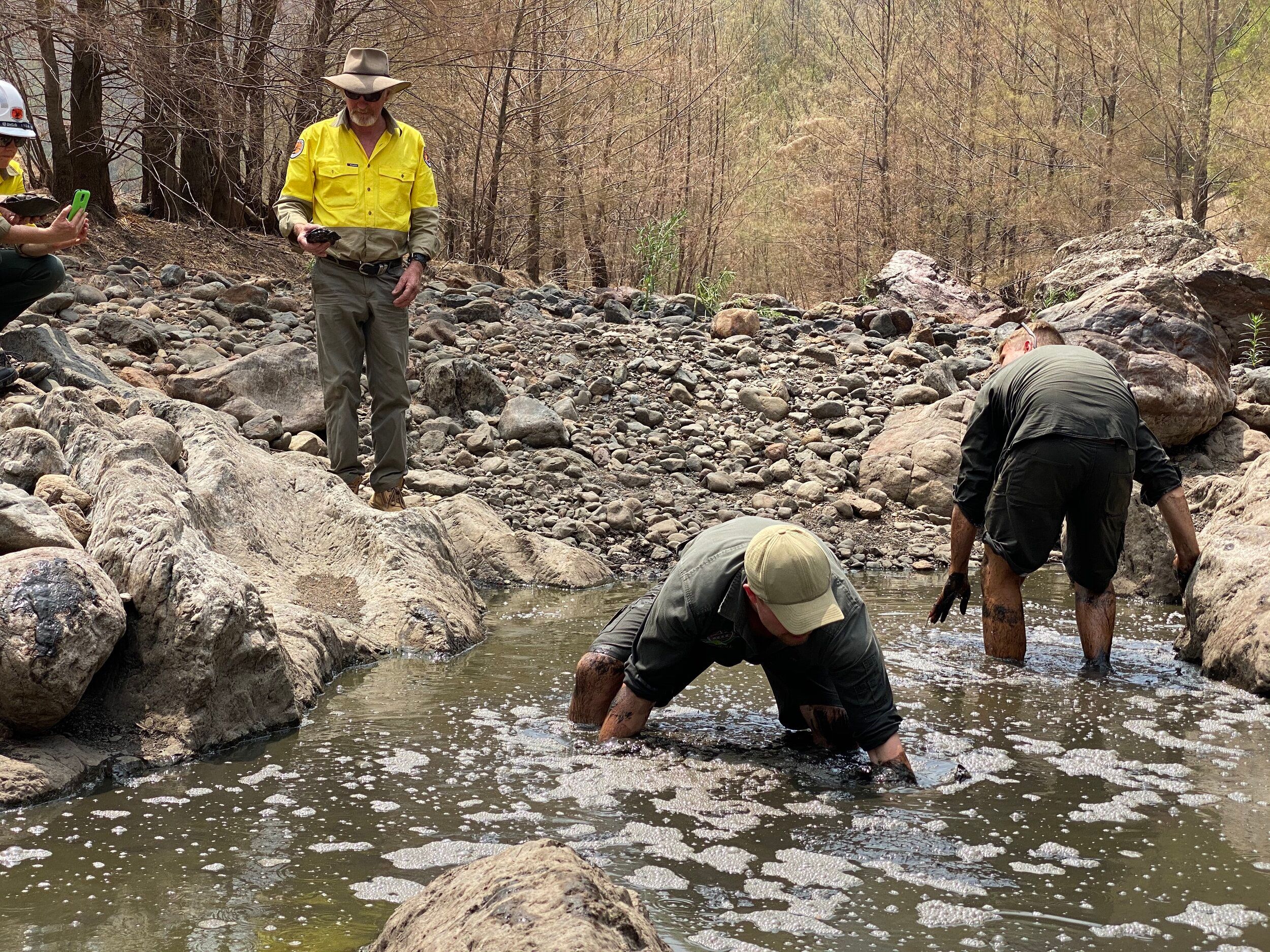 The Manning River Turtle Pushed Towards Extinction