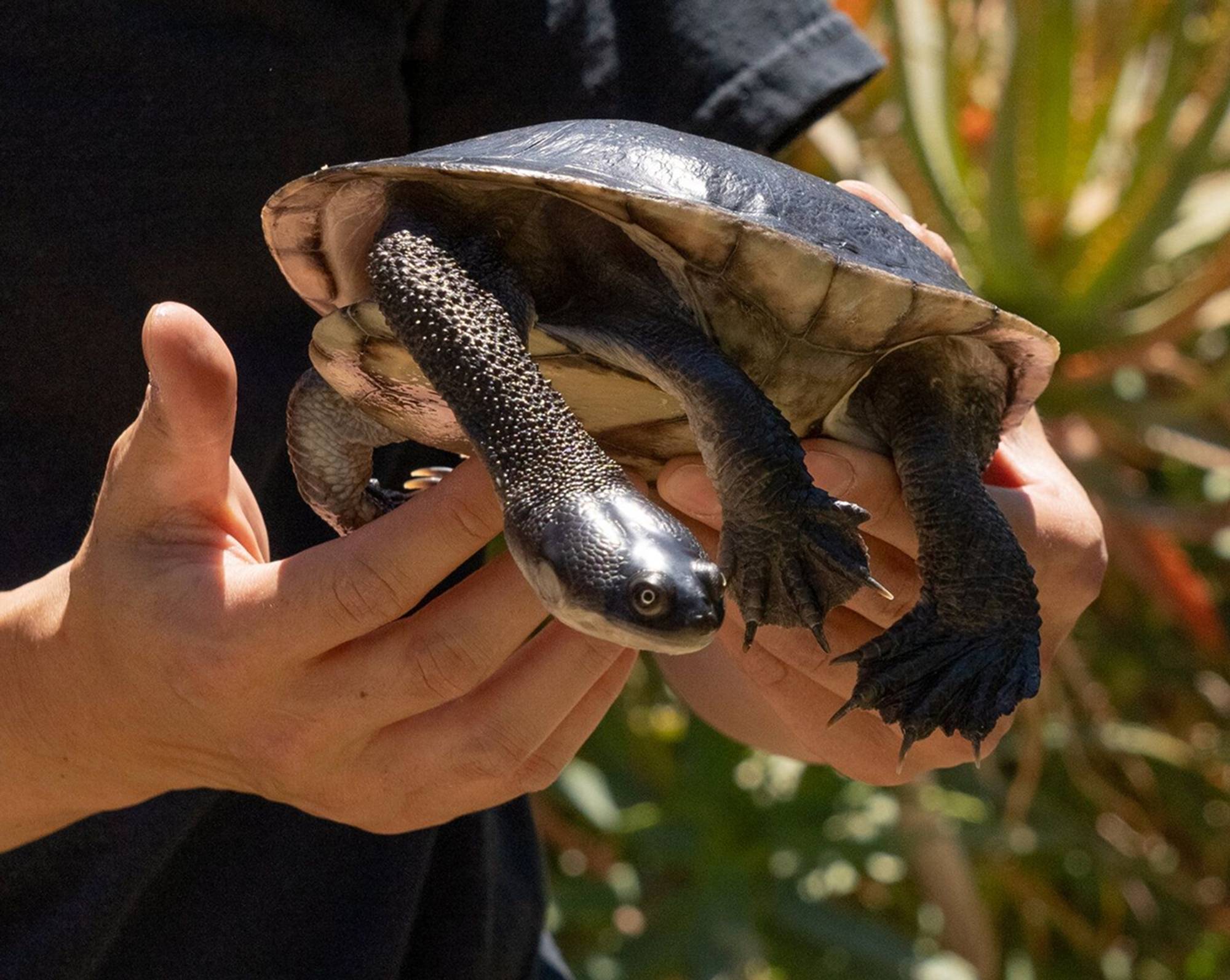 Southwestern Pond Turtle