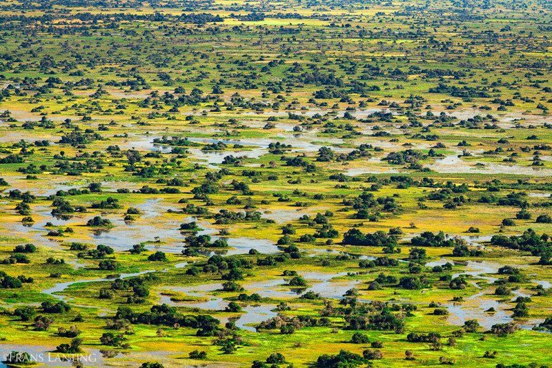 Save The Okavango