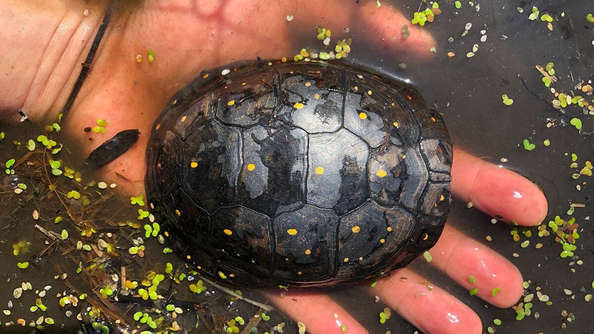 Sign Our Petition to Stop Poaching of Native Turtles!