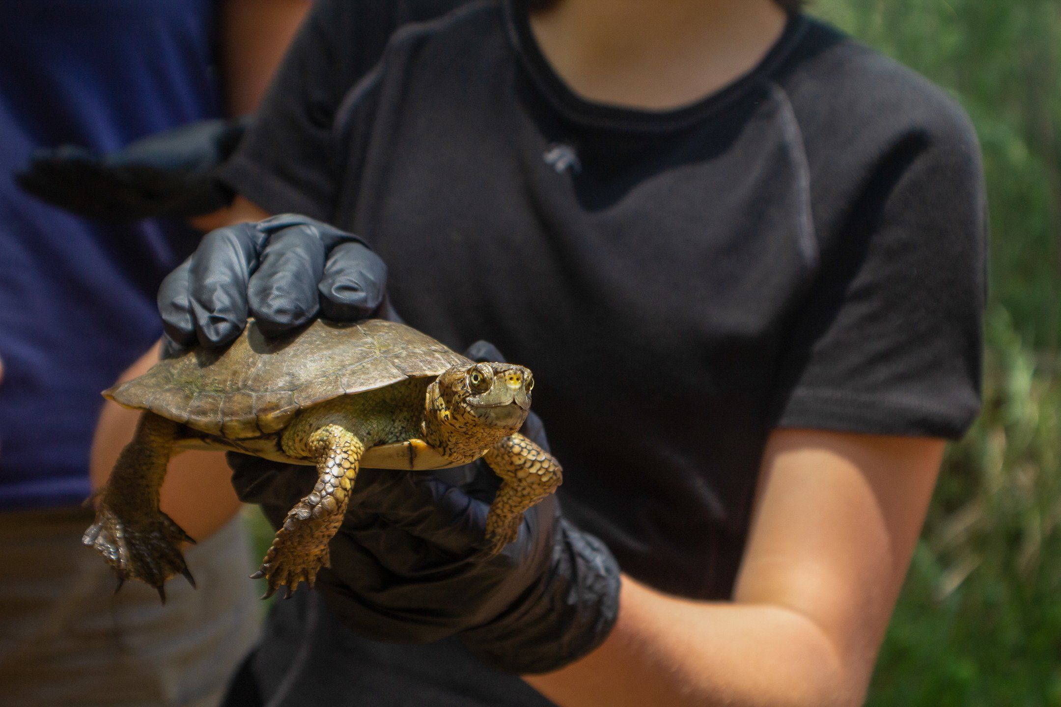 Southern Pacific Pond Turtle Conservation Program