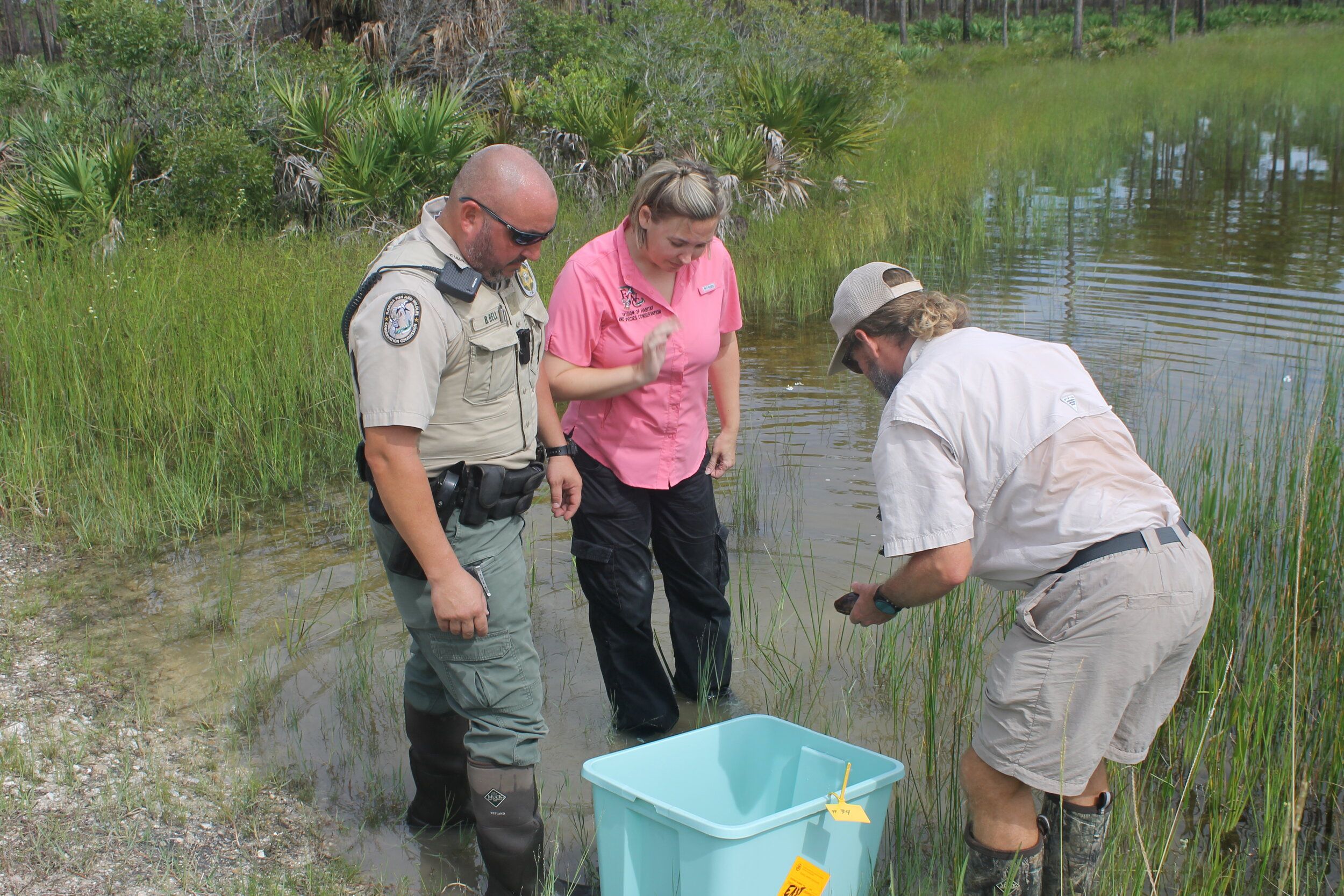 Turtle Trafficking in the US