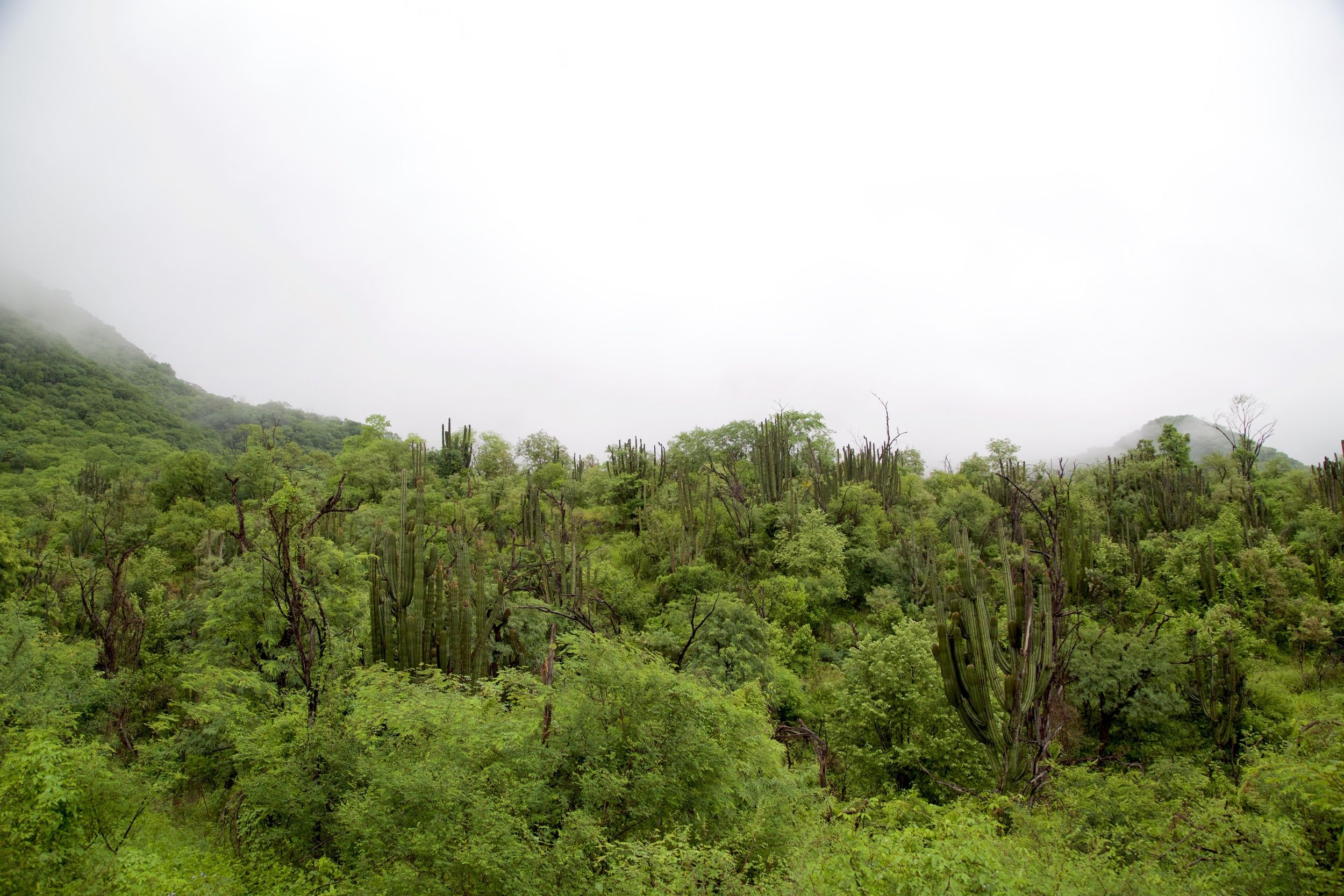 Saving a Mountain in Mexico