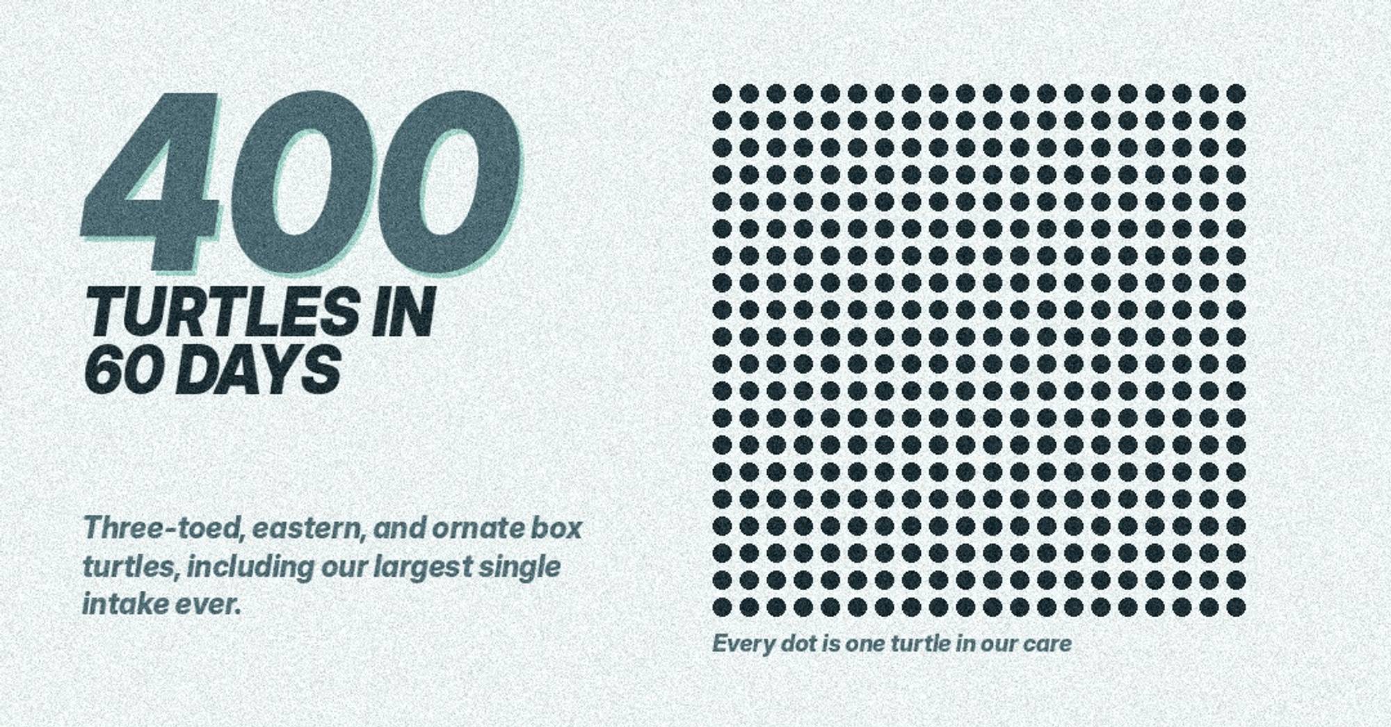 400 Turtles in 60 Days: Inside the Largest Rescue in Our History