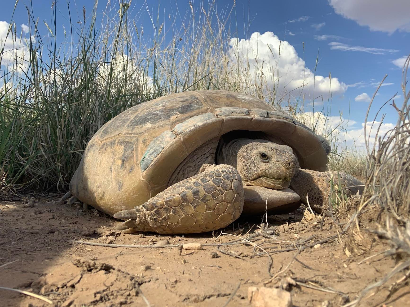 Endangered Tortoises Released On New Mexico Ranch