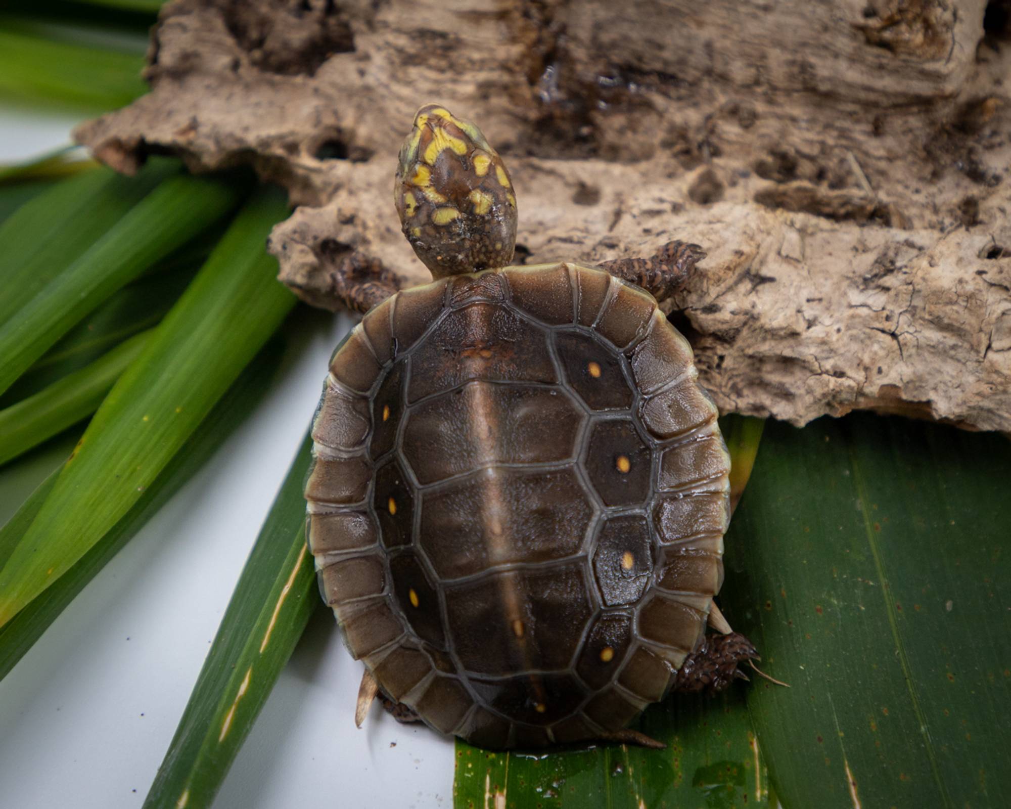 Hatchling Mexican spotted wood turtle (Rhinoclemmys rubida rubida)