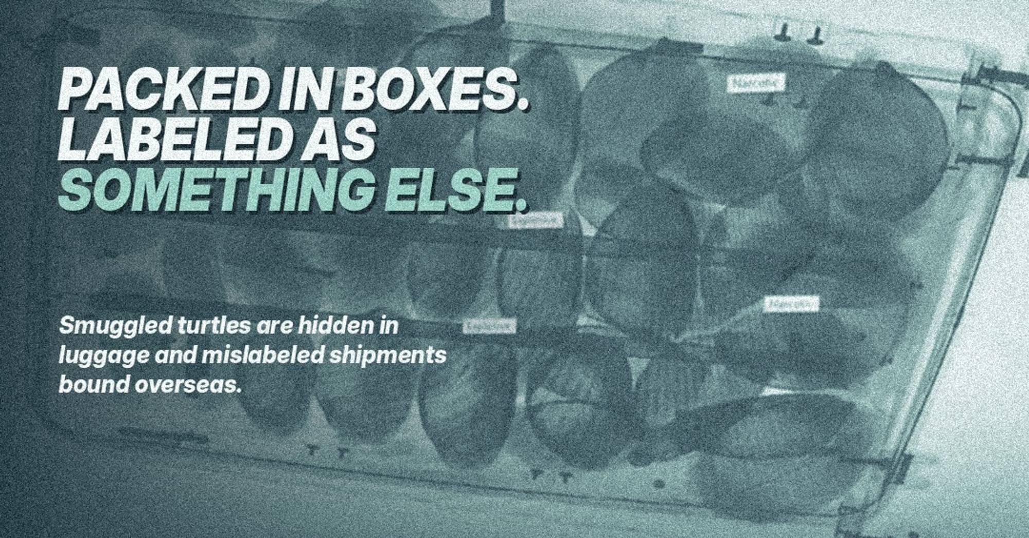 400 Turtles in 60 Days: Inside the Largest Rescue in Our History