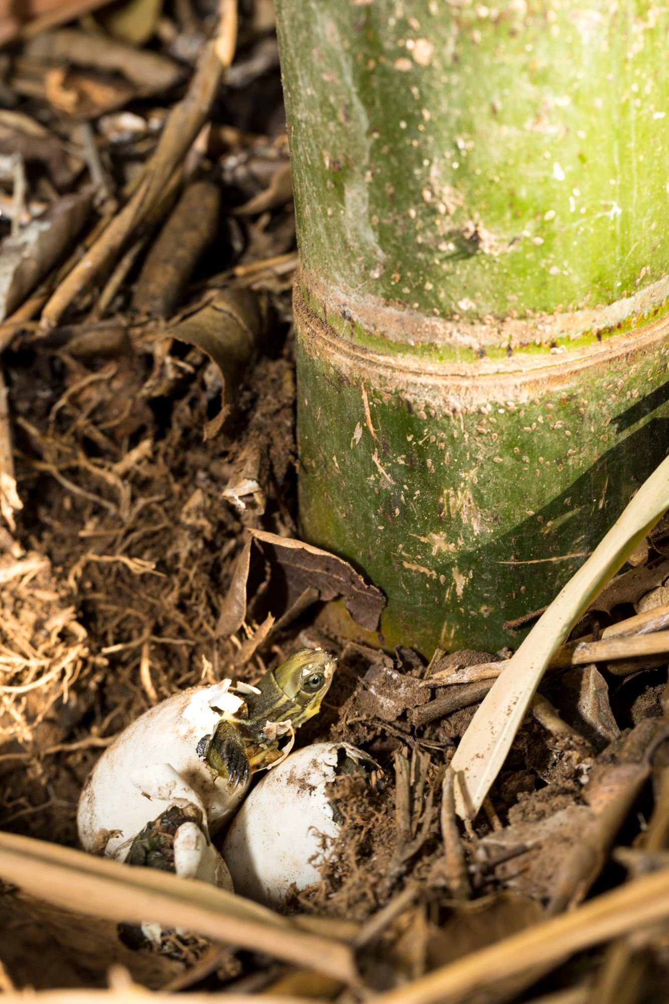 First Hatching of Second Generation Pan's Box Turtles in the United States