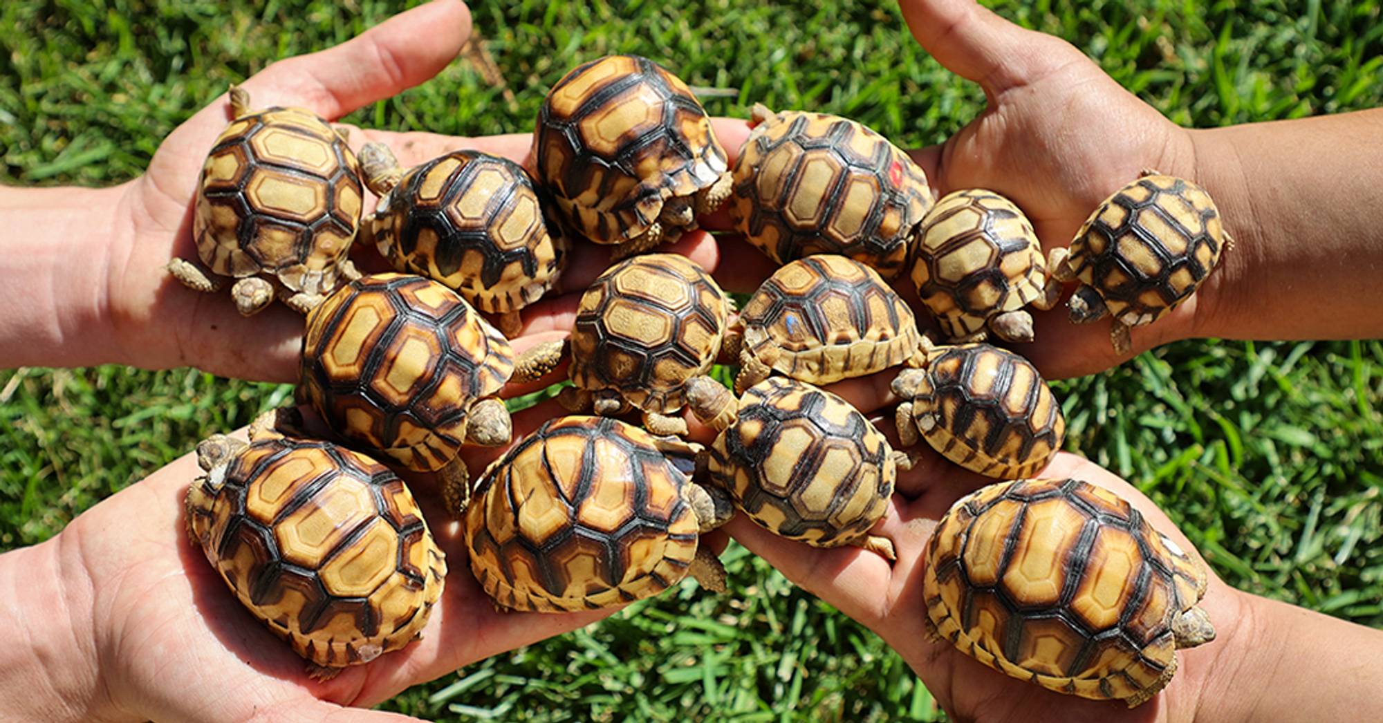 Born to Be Wild: First Ploughshare Tortoises Bred Outside Madagascar for Rewilding