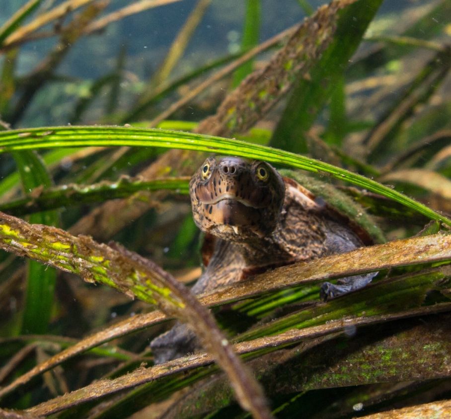 Santa Fe River Turtle Project