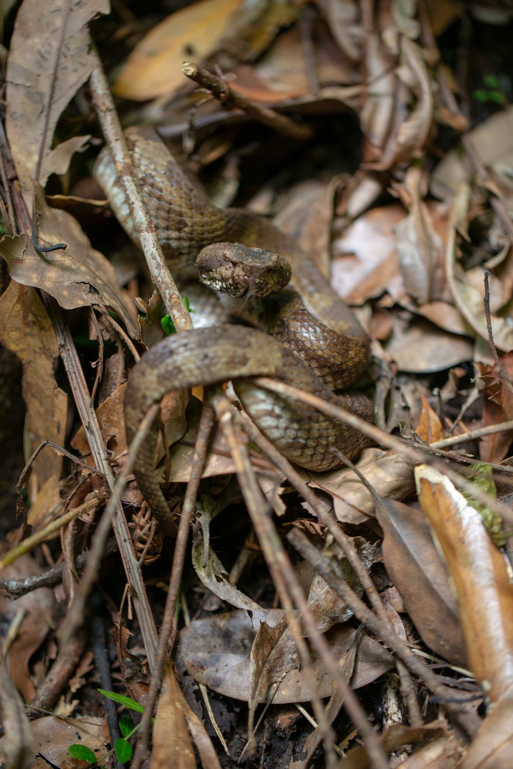 In Search of the Ryukyu Black-Breasted Leaf Turtle