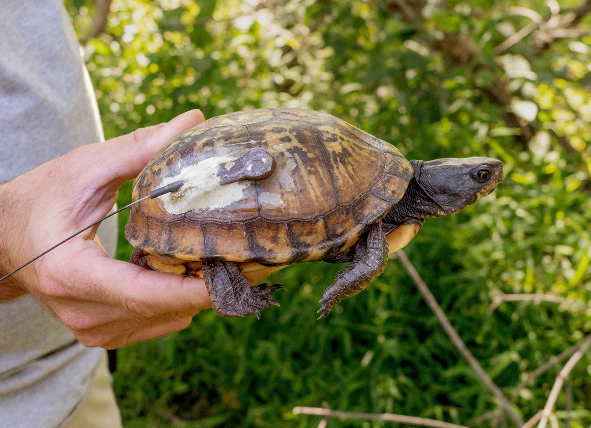 Southwestern Pond Turtle