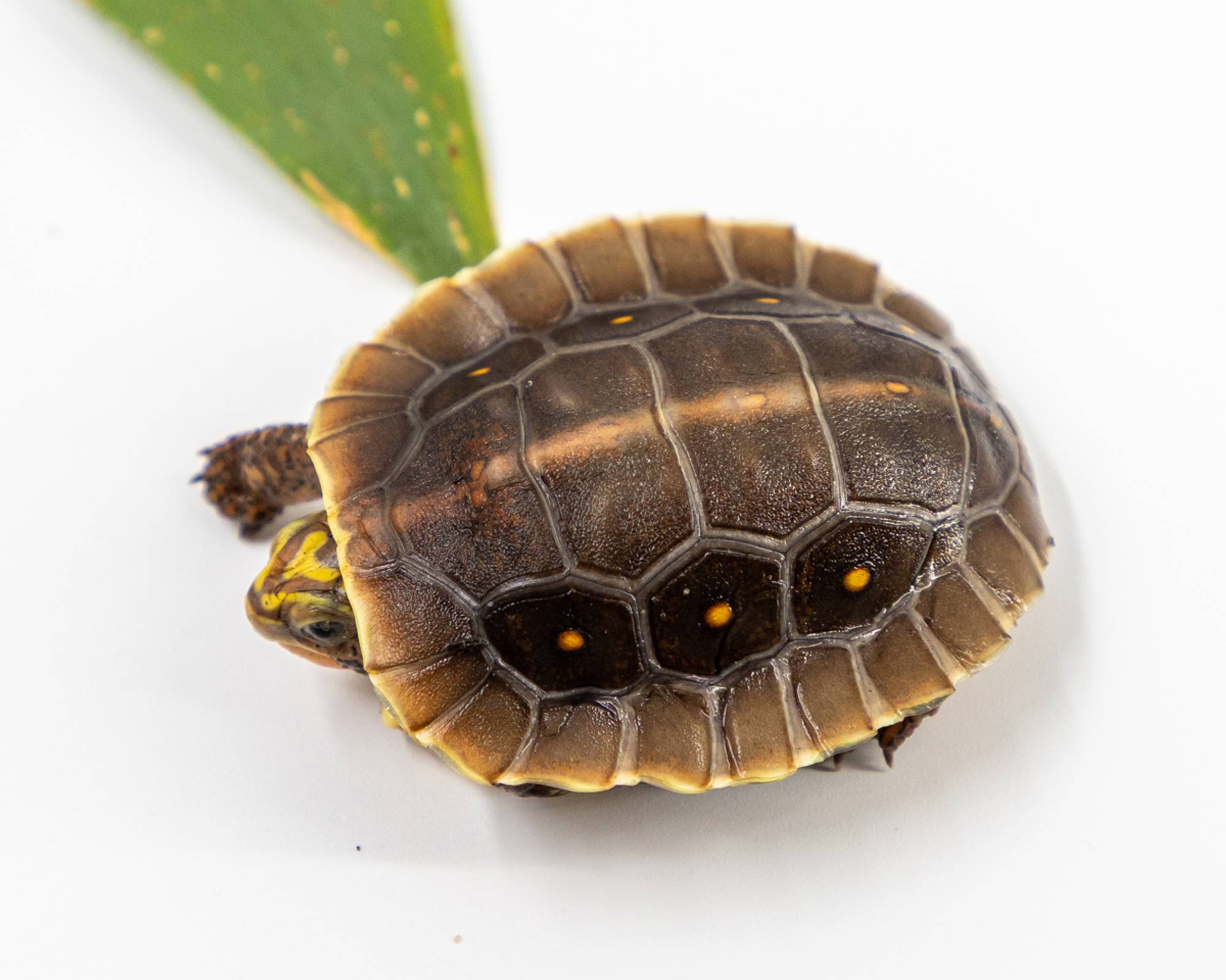 Hatchling Mexican spotted wood turtle (Rhinoclemmys rubida rubida)