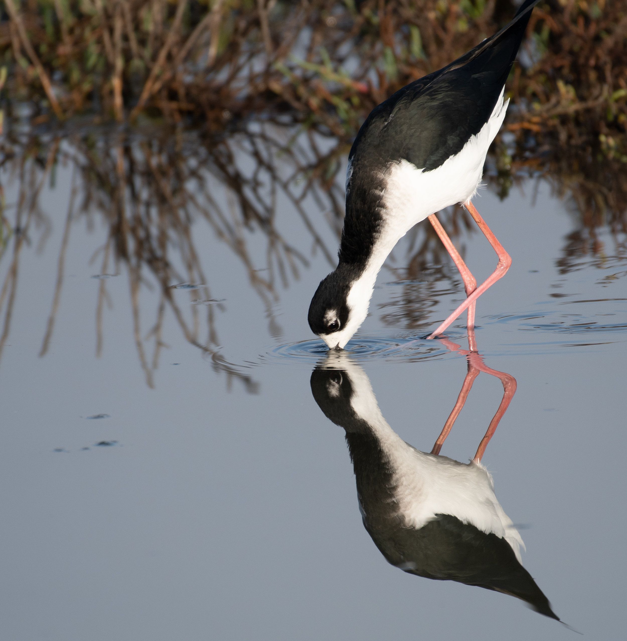 18,850 Acres of Critical Wildlife Habitat Secured in Northern Mexico!