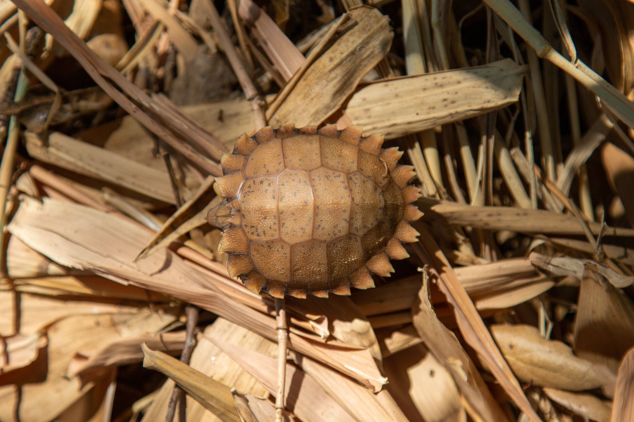 Rare Tortoise Hatches at Conservation Center