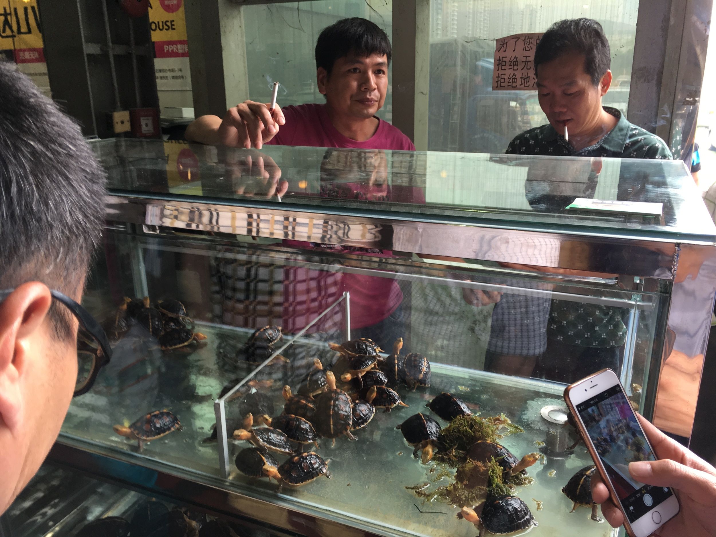 China’s Booming Turtle Trade