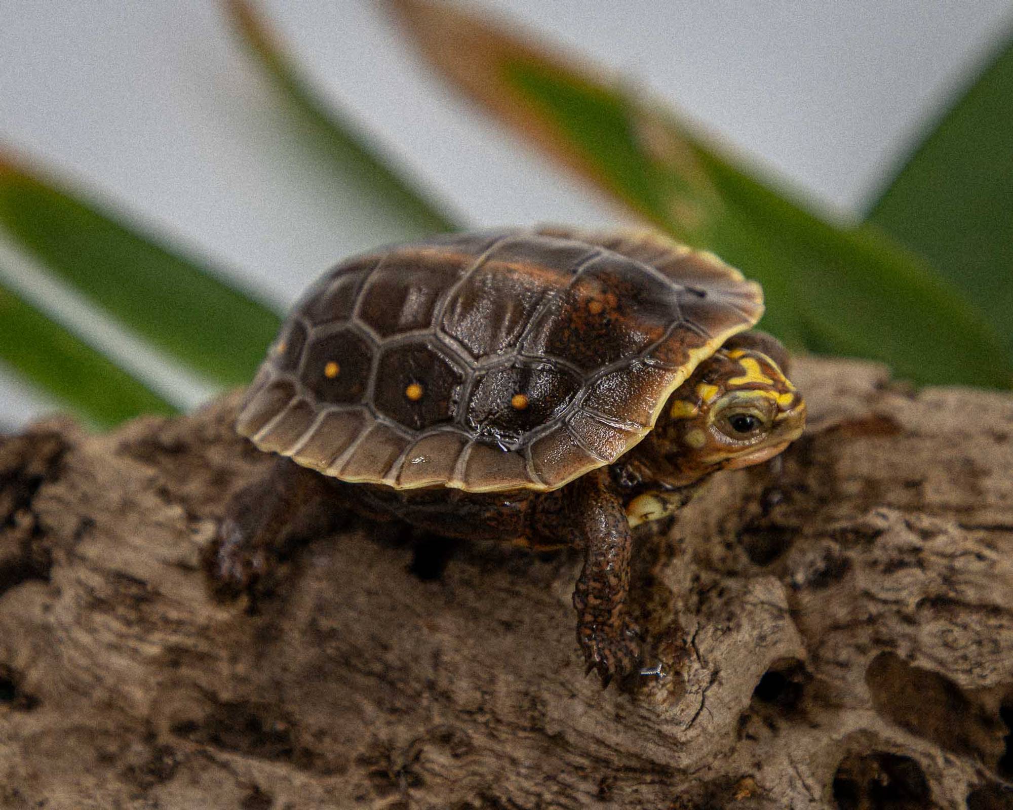 Hatchling Mexican spotted wood turtle (Rhinoclemmys rubida rubida)