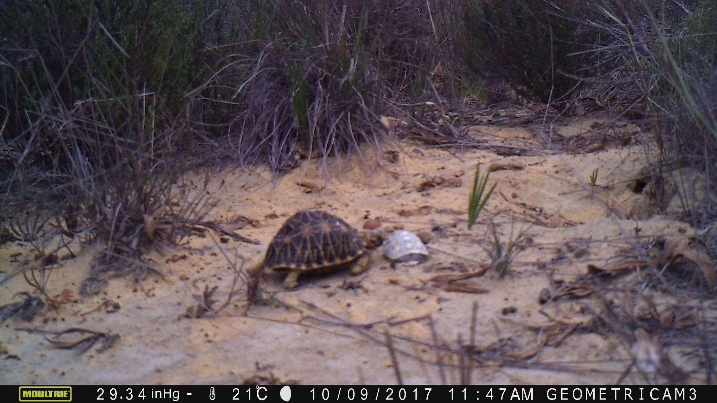 How 3D Printing Could Save Baby Tortoises